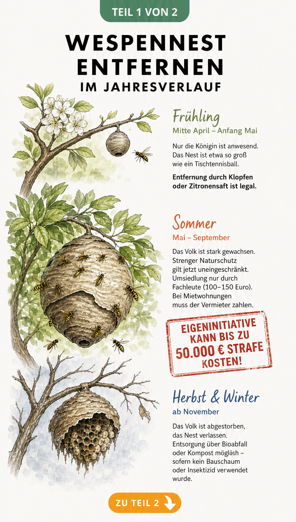 Illustration eines Wespennestes im Jahresverlauf an einem Ast, von der Gründung im Frühling bis zum leeren Nest im Winter.
