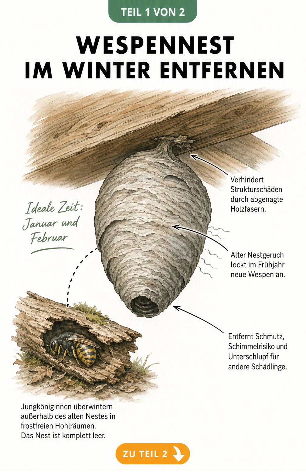 Illustration eines leeren Wespennestes im Winter an einem Holzbalken mit einer überwinternden Jungkönigin im Holzscheit