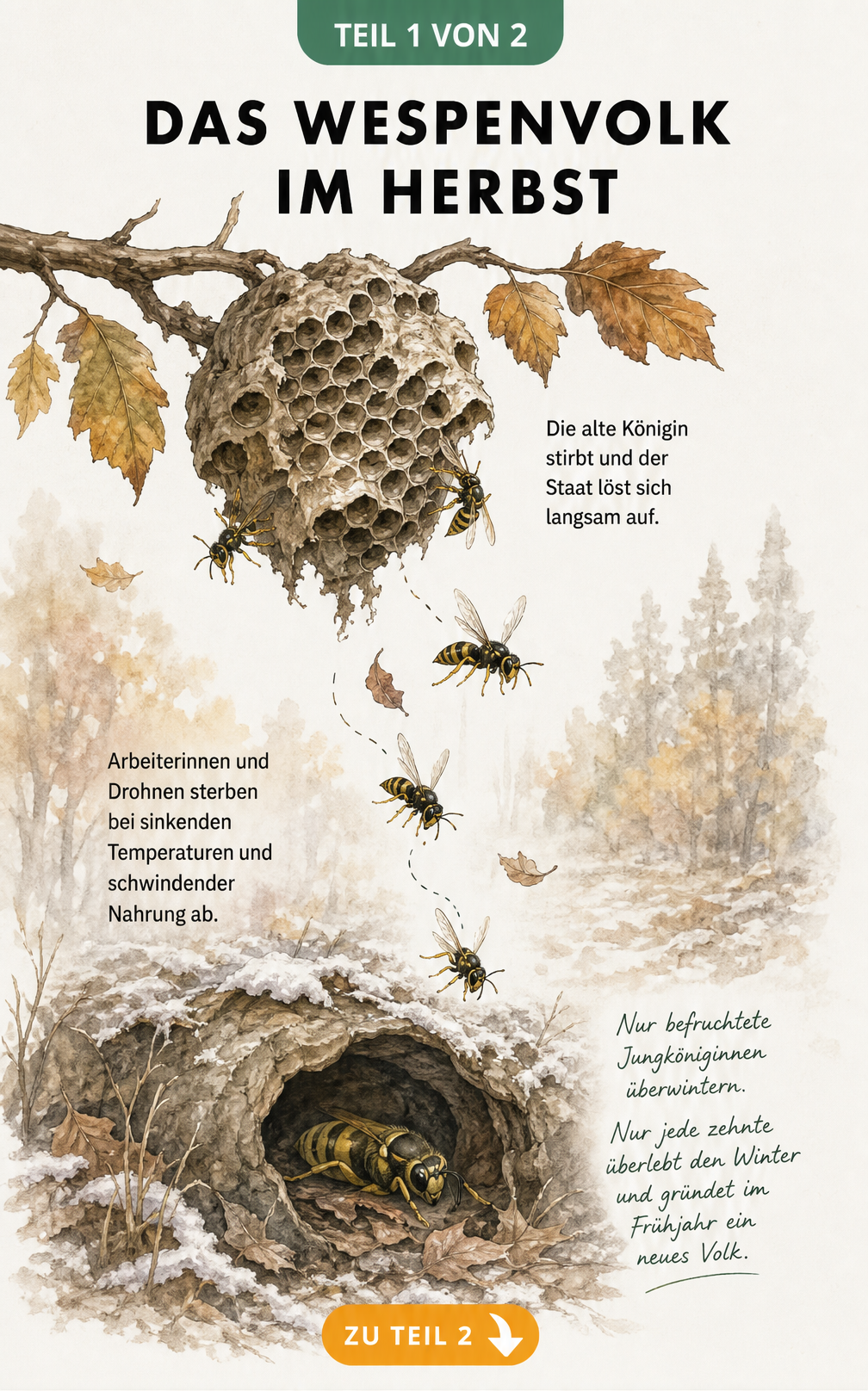 Illustration des Wespenvolks im Herbst: Ein altes Wespennest am Ast und eine Jungkönigin in der Winterstarre in einer Baumhöhle.
