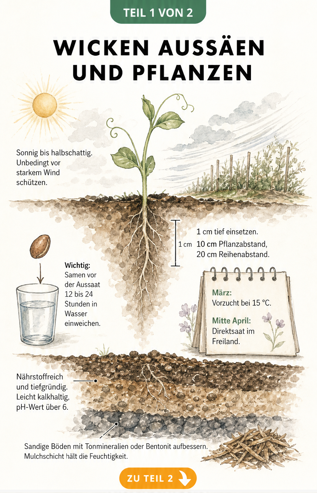 Botanische Querschnitt-Illustration eines Gartenbeets mit Wicken-Keimling, Aussaat-Tipps und Bodenansprüchen