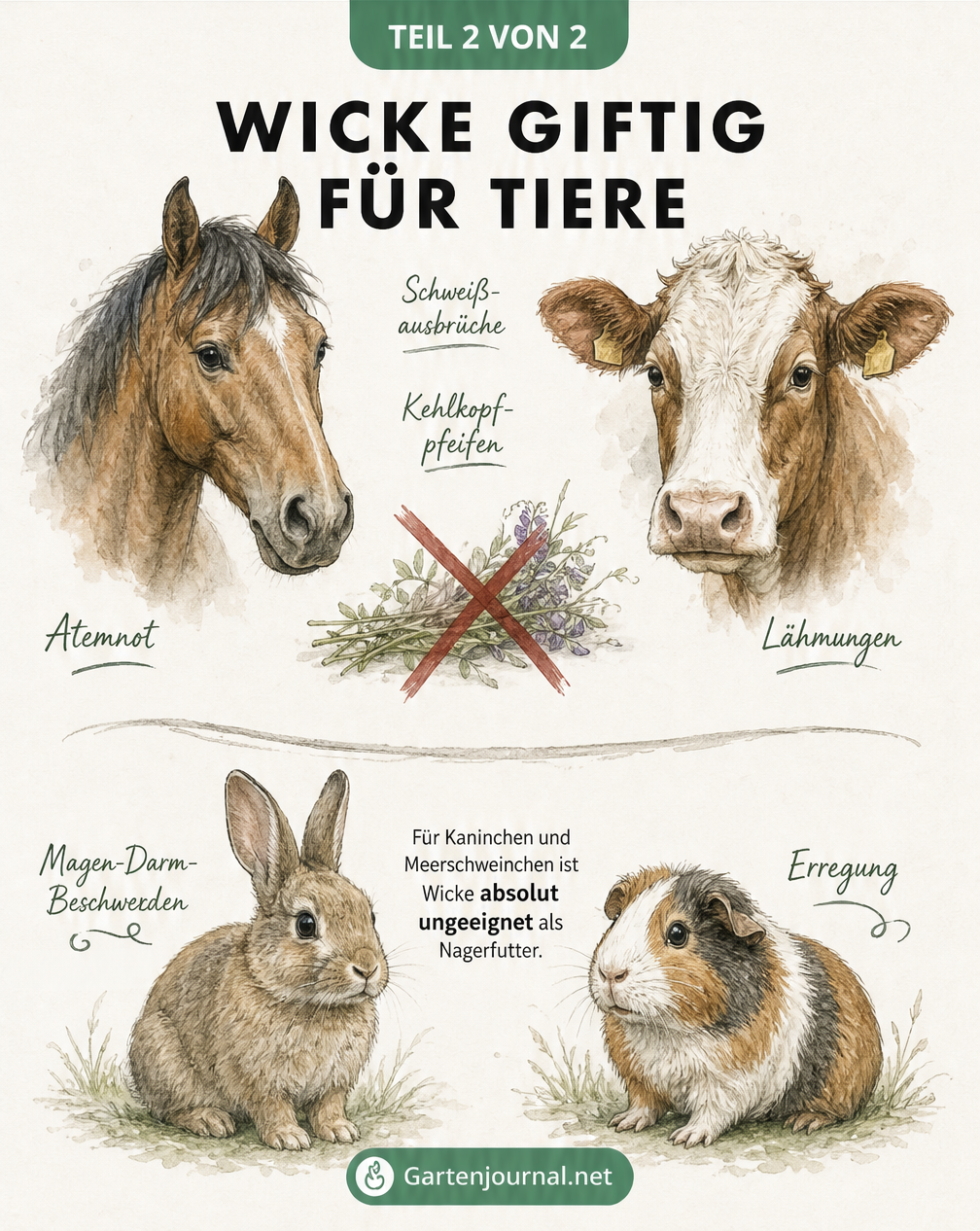 Illustration von Pferd, Rind, Kaninchen und Meerschweinchen mit Warnhinweisen zur Giftigkeit der Wicke