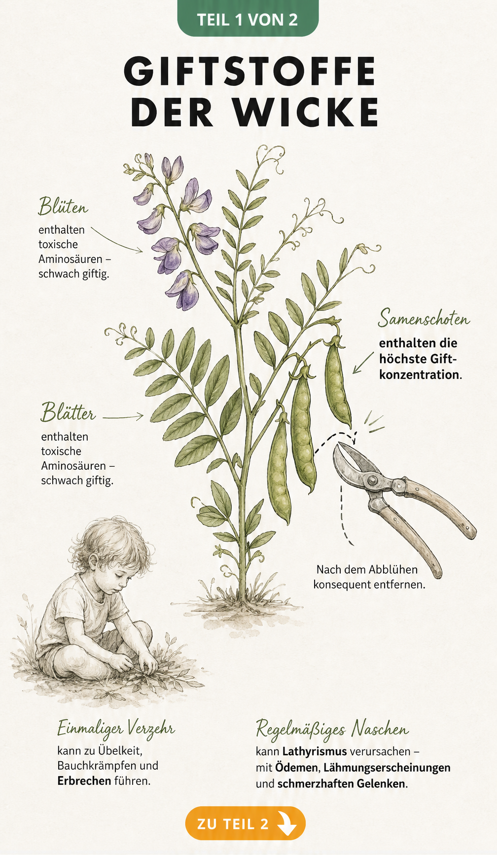 Botanische Illustration einer Wicke mit Hinweisen zu giftigen Pflanzenteilen und Symptomen bei Verzehr