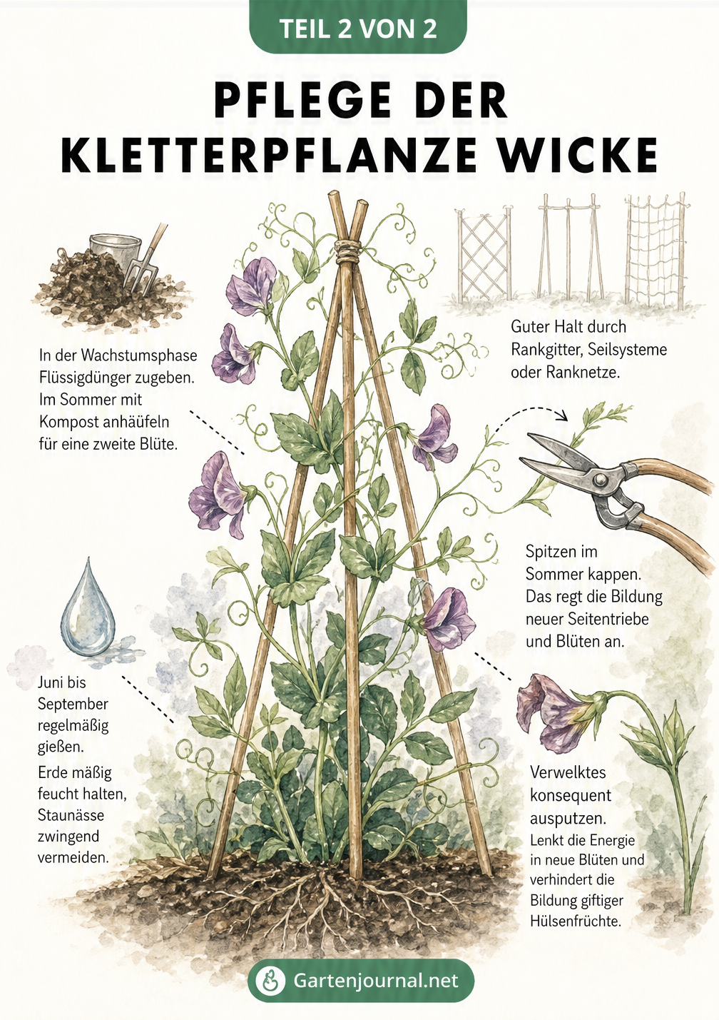 Illustration einer blühenden Wicke am Bambusgerüst mit Pflegetipps zu Gießen, Düngen und Schnitt