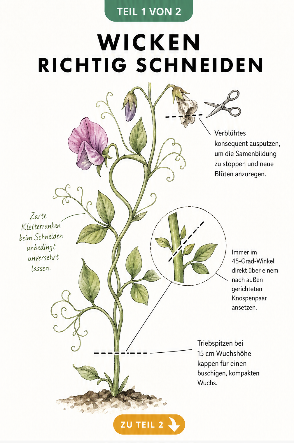 Botanische Zeichnung eines Wicken-Triebes mit Anleitungen zum Kappen der Triebspitzen, dem 45-Grad-Schnittwinkel und dem Ausputzen verblühter Blüten.
