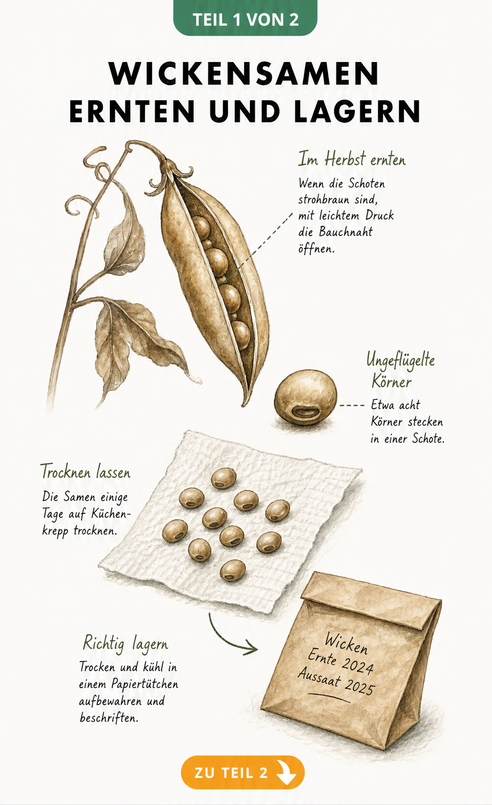 Botanische Illustration einer reifen Wickenschote mit Samen, Trocknung auf Küchenkrepp und Aufbewahrung in einer Papiertüte