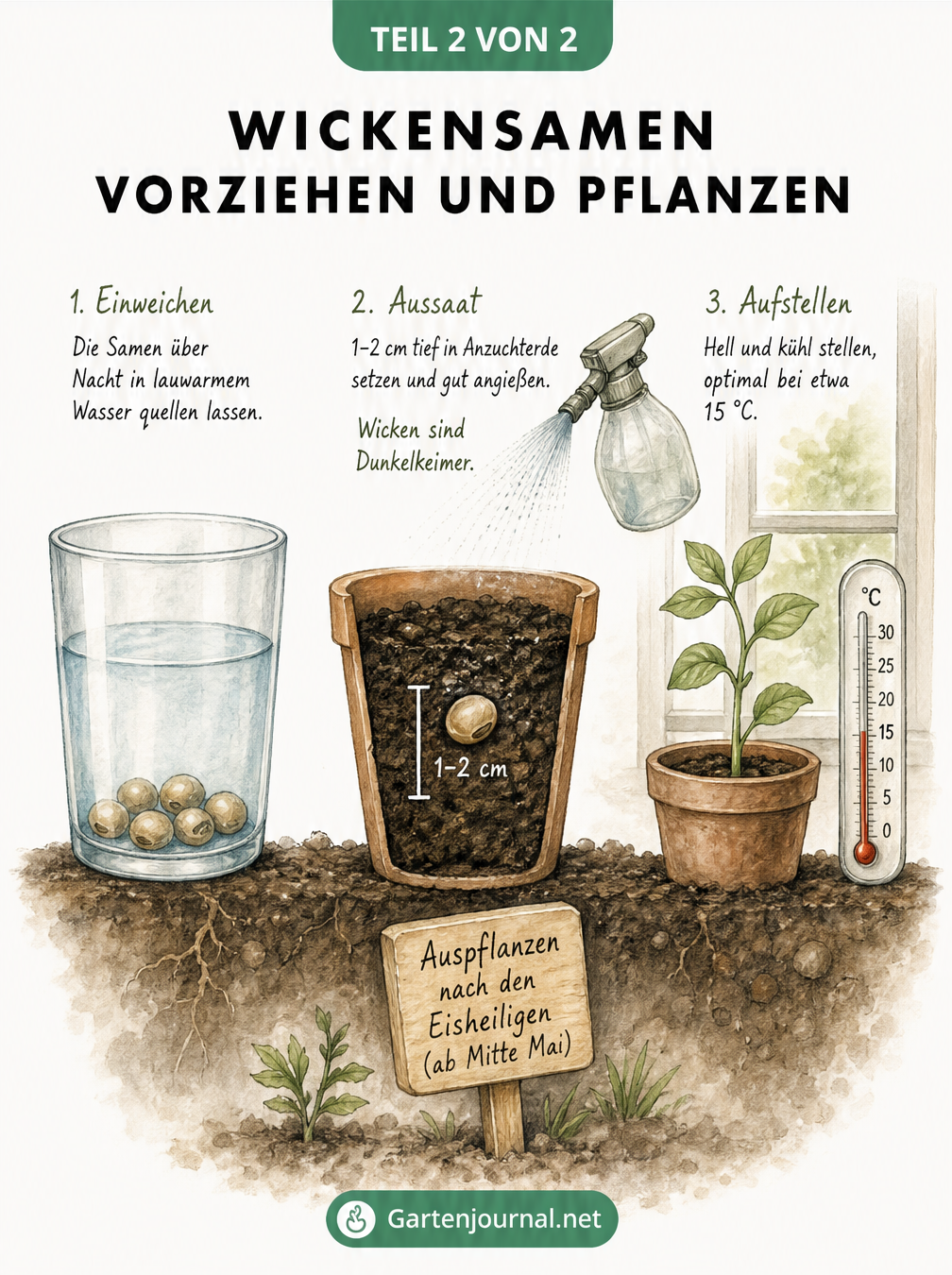 Illustration der Wicken-Anzucht: Samen im Wasserglas quellen lassen, Aussaat im Topf als Dunkelkeimer und Jungpflanze am Fenster