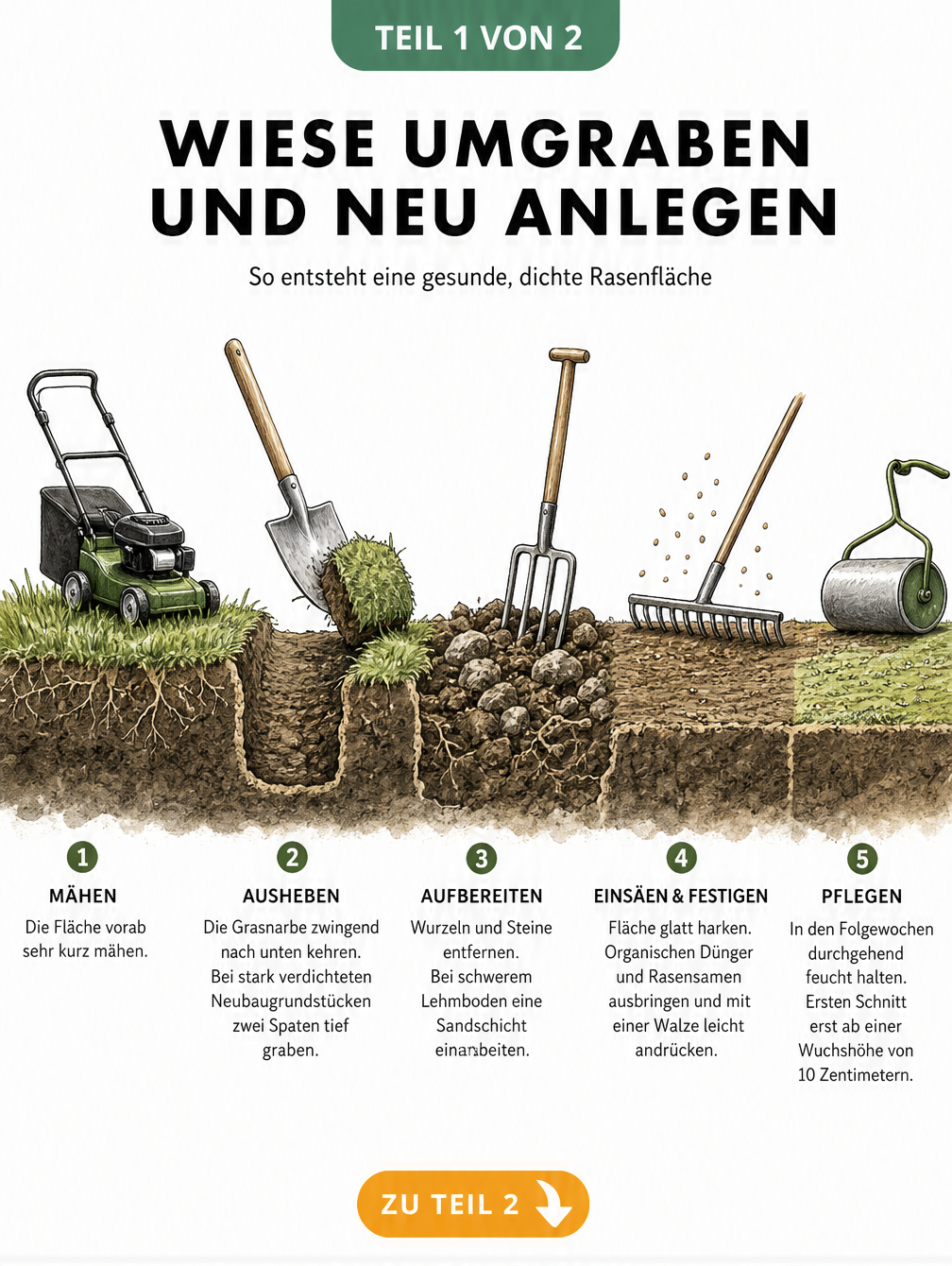 Bodenquerschnitt zeigt die Schritte beim Umgraben einer Wiese: vom Mähen über das Wenden der Grasnarbe bis zum Glätten und Einsäen.