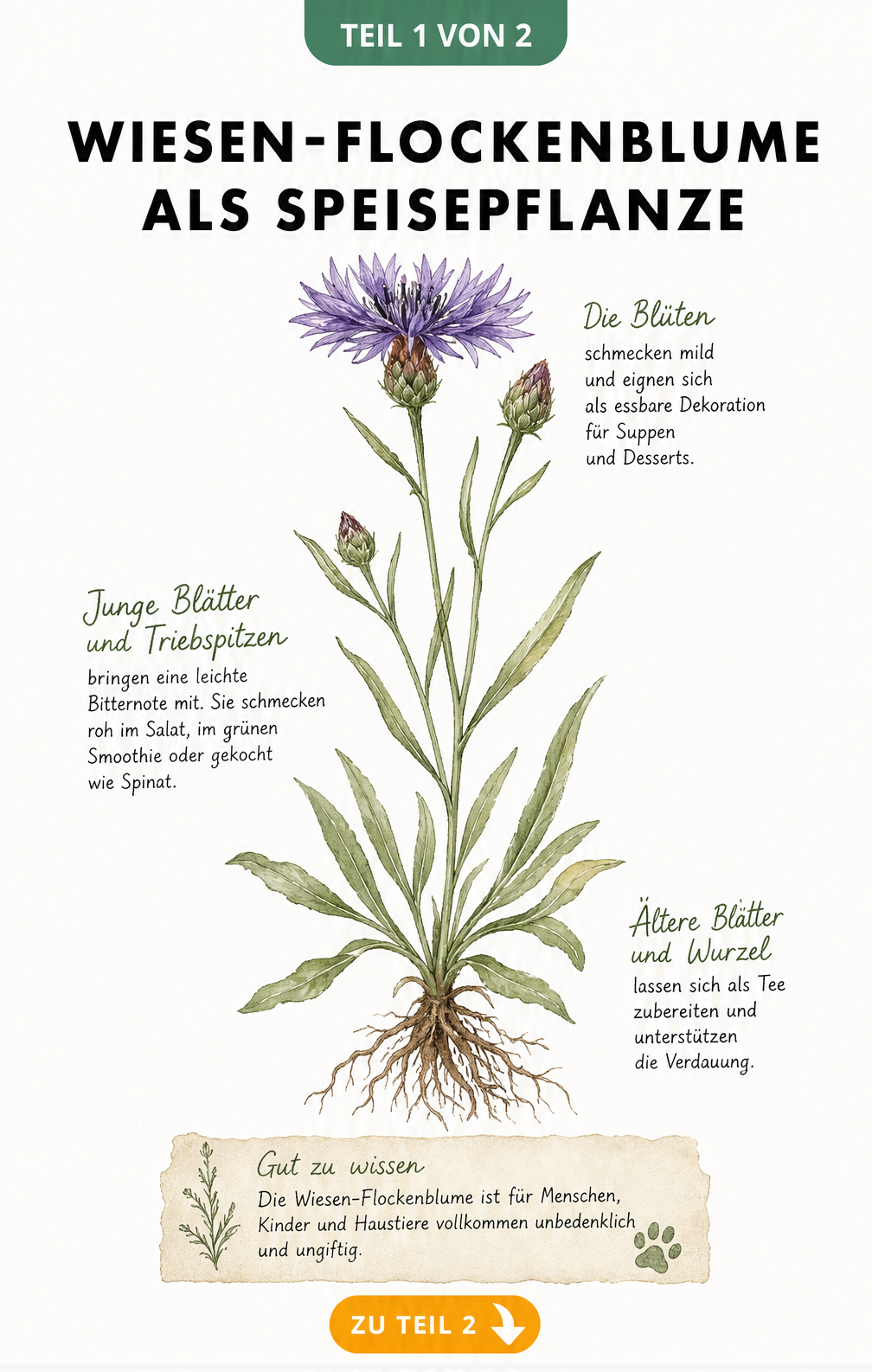 Botanische Illustration der Wiesen-Flockenblume mit Hinweisen zur essbaren Nutzung von Blüten, Blättern und Wurzeln