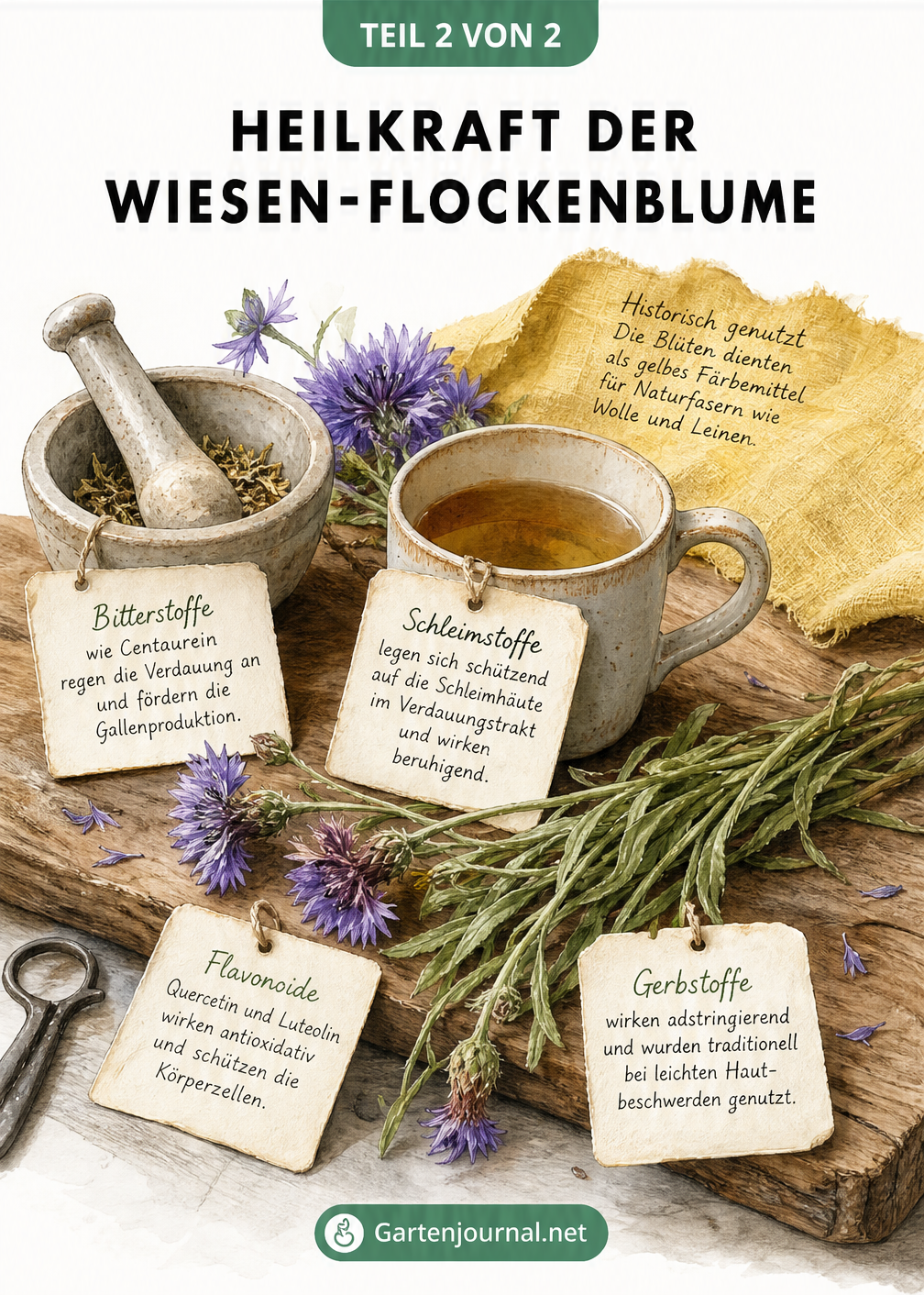 Stillleben mit Teetasse, Mörser und Wiesen-Flockenblume, das die Heilkraft und Inhaltsstoffe wie Bitterstoffe und Flavonoide erklärt
