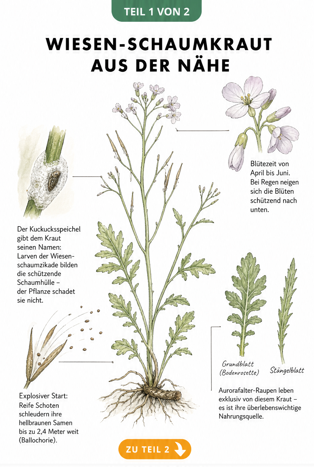 Botanische Illustration des Wiesen-Schaumkrauts mit Details zu Blüten, Blättern, Samenverbreitung und dem Schaumnest der Wiesenschaumzikade