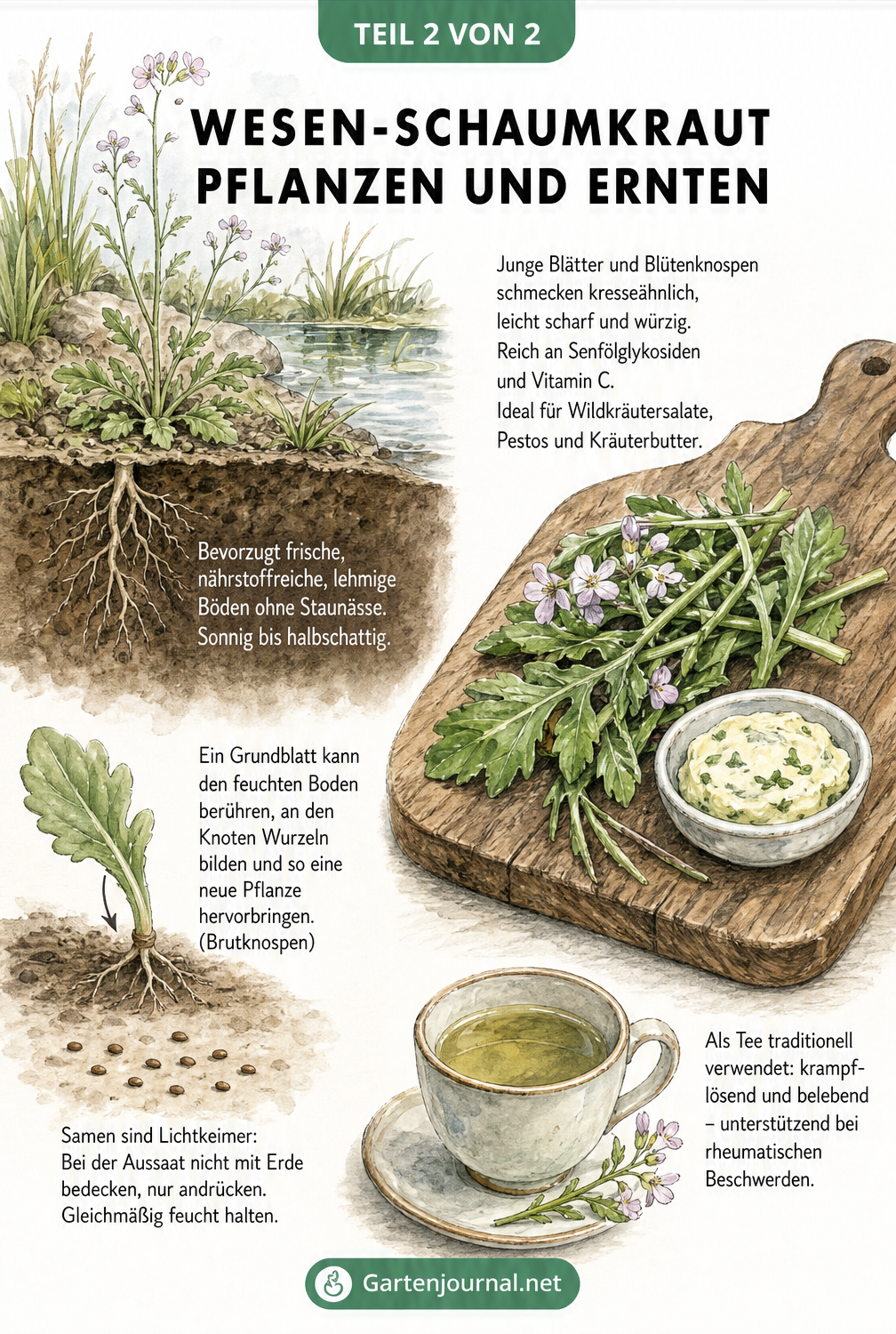 Illustration zum Wiesen-Schaumkraut: Querschnitt eines feuchten Beetes mit vegetativer Vermehrung und geerntete Blätter auf einem Holzbrett