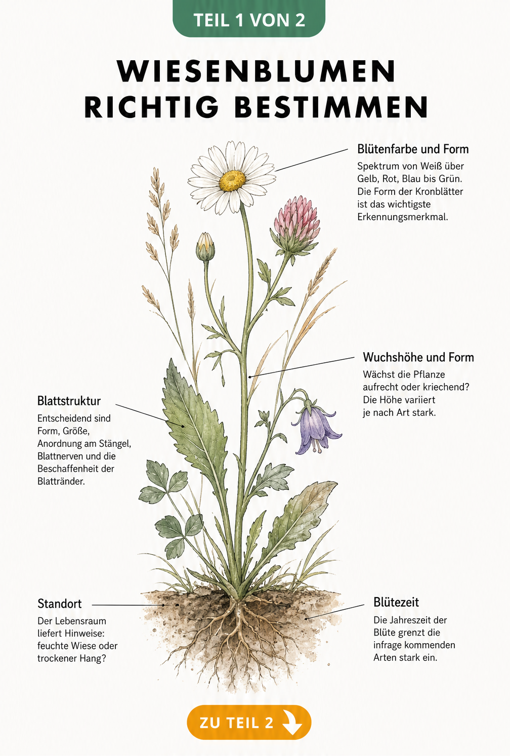 Botanische Illustration einer Wiesenblume mit Erklärungen zu Blütenfarbe, Wuchshöhe, Blattstruktur, Standort und Blütezeit