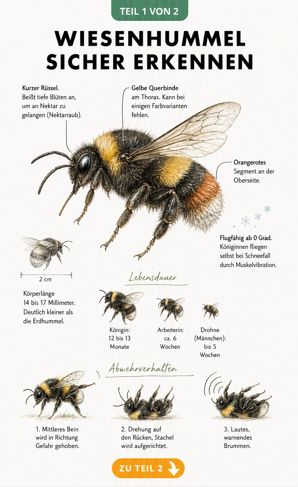 Detaillierte Illustration der Wiesenhummel mit anatomischen Merkmalen, Größenvergleich, Lebenserwartung und Abwehrverhalten