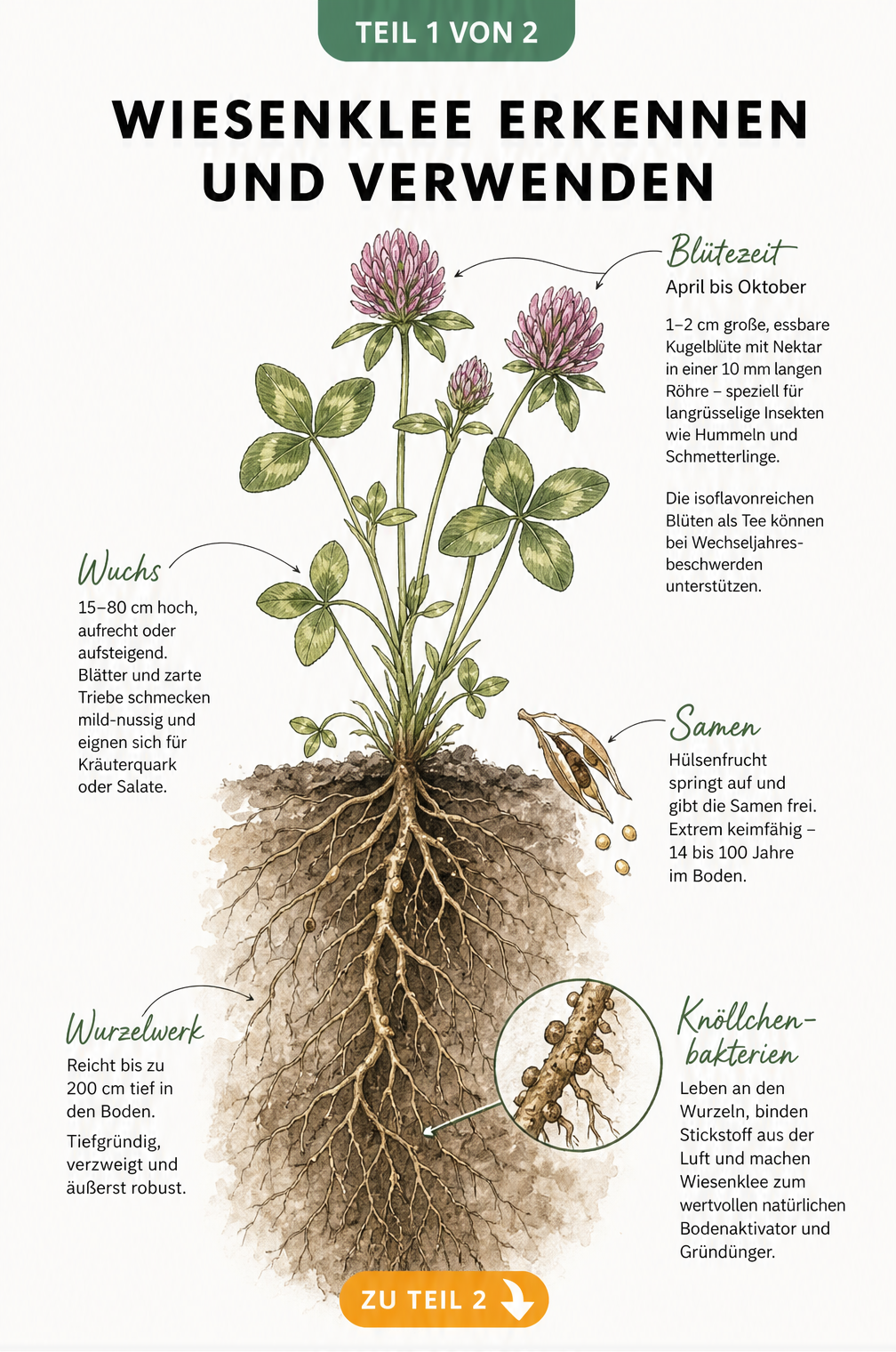 Botanische Illustration von Wiesenklee mit Blüte, Blättern und tiefem Wurzelsystem