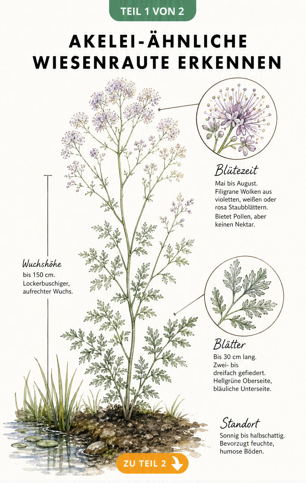 Botanische Illustration der Wiesenraute mit Details zu Blüte, Stängel und Blatt