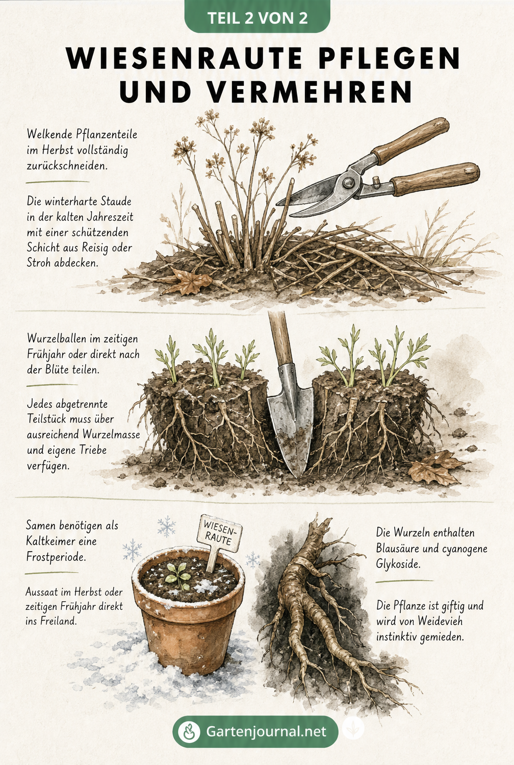 Illustration zur Pflege der Wiesenraute: Rückschnitt, Wurzelteilung und Aussaat