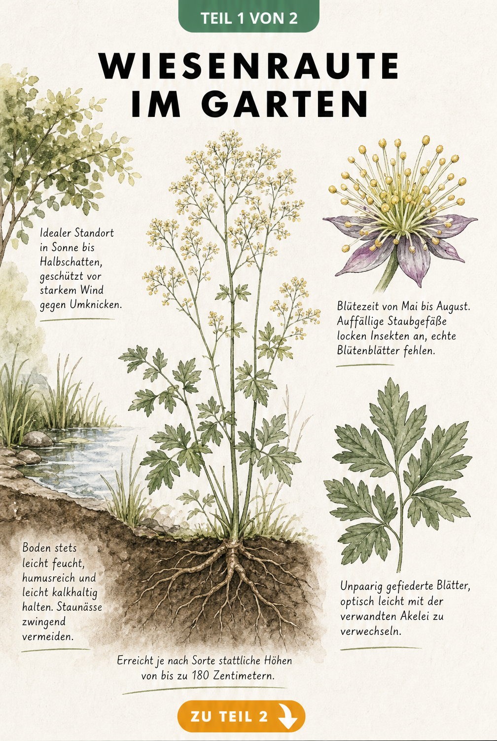 Botanische Illustration der Wiesenraute mit Details zu Standort, Wurzeln, Blüte und Blättern
