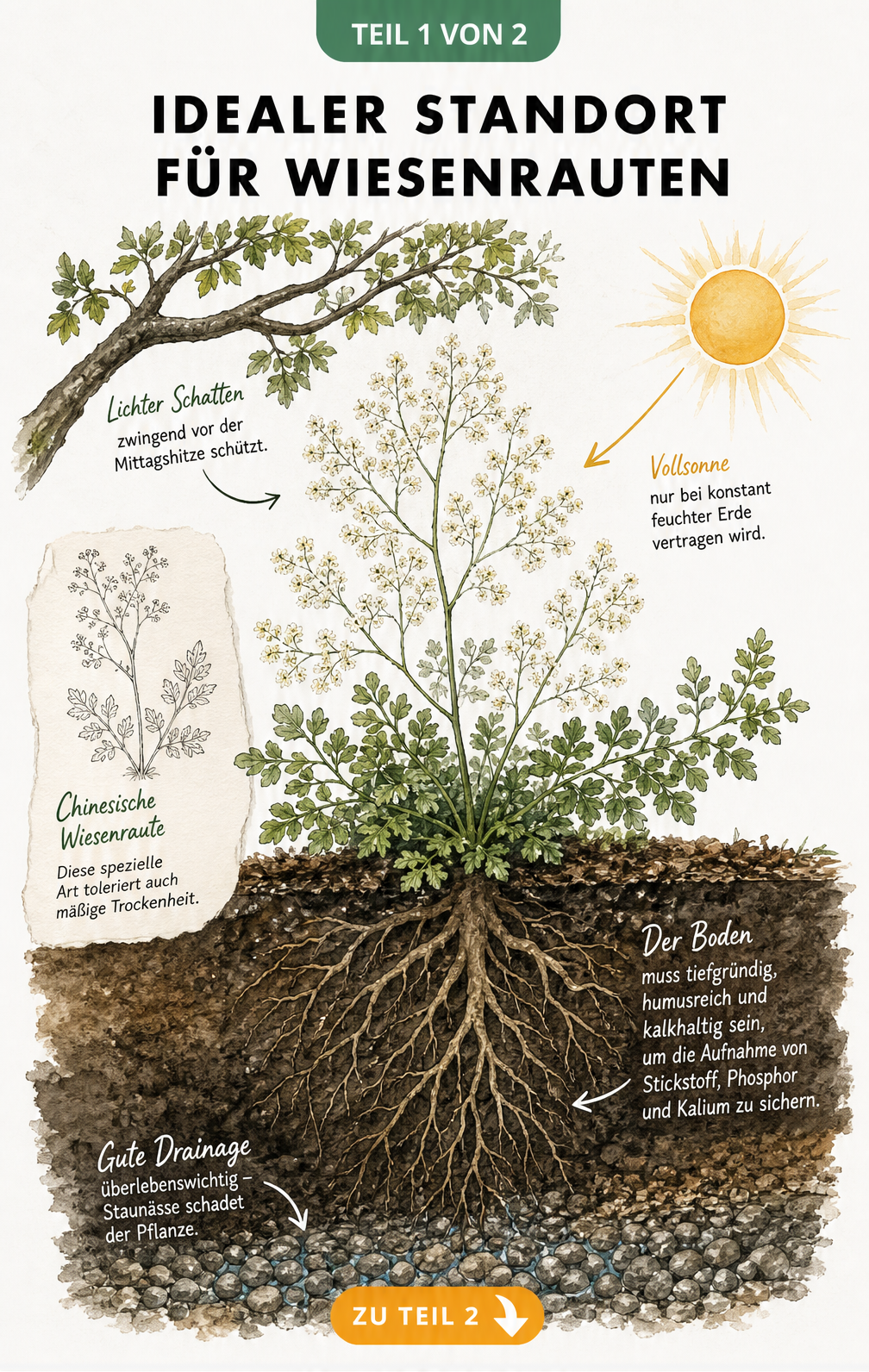Botanische Querschnitt-Illustration einer Wiesenraute im Gartenbeet mit Wurzelwerk, Erdschichten und Sonneneinstrahlung