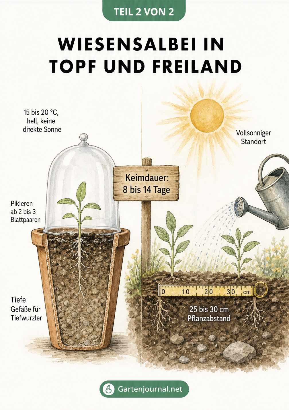 Querschnitt-Grafik zur Wiesensalbei-Aussaat im Topf und Freiland mit Keimling und Pflanzabstand