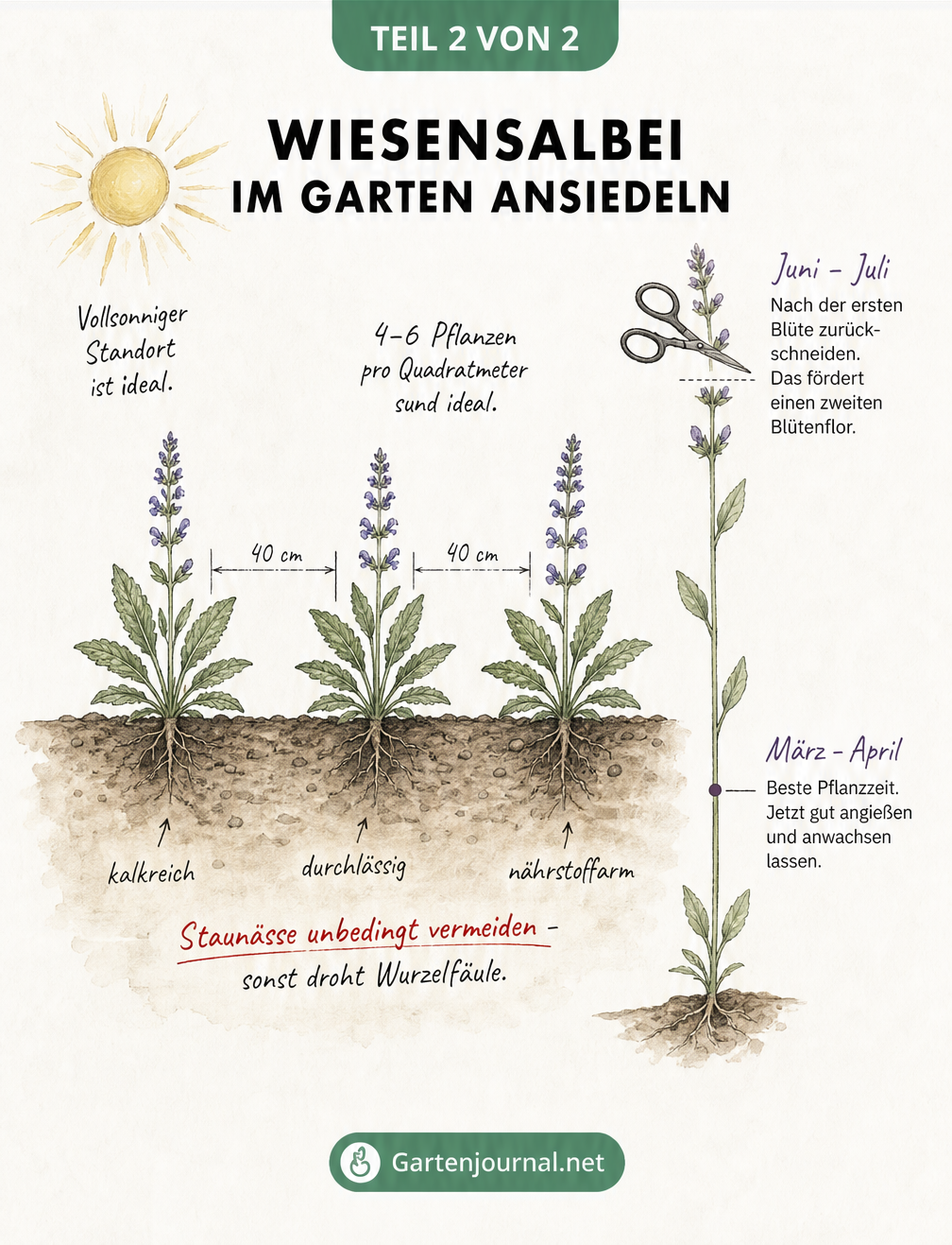 Gartenplanungsskizze für Wiesensalbei mit Querschnitt durch das Beet, Pflanzabständen und Pflegehinweisen