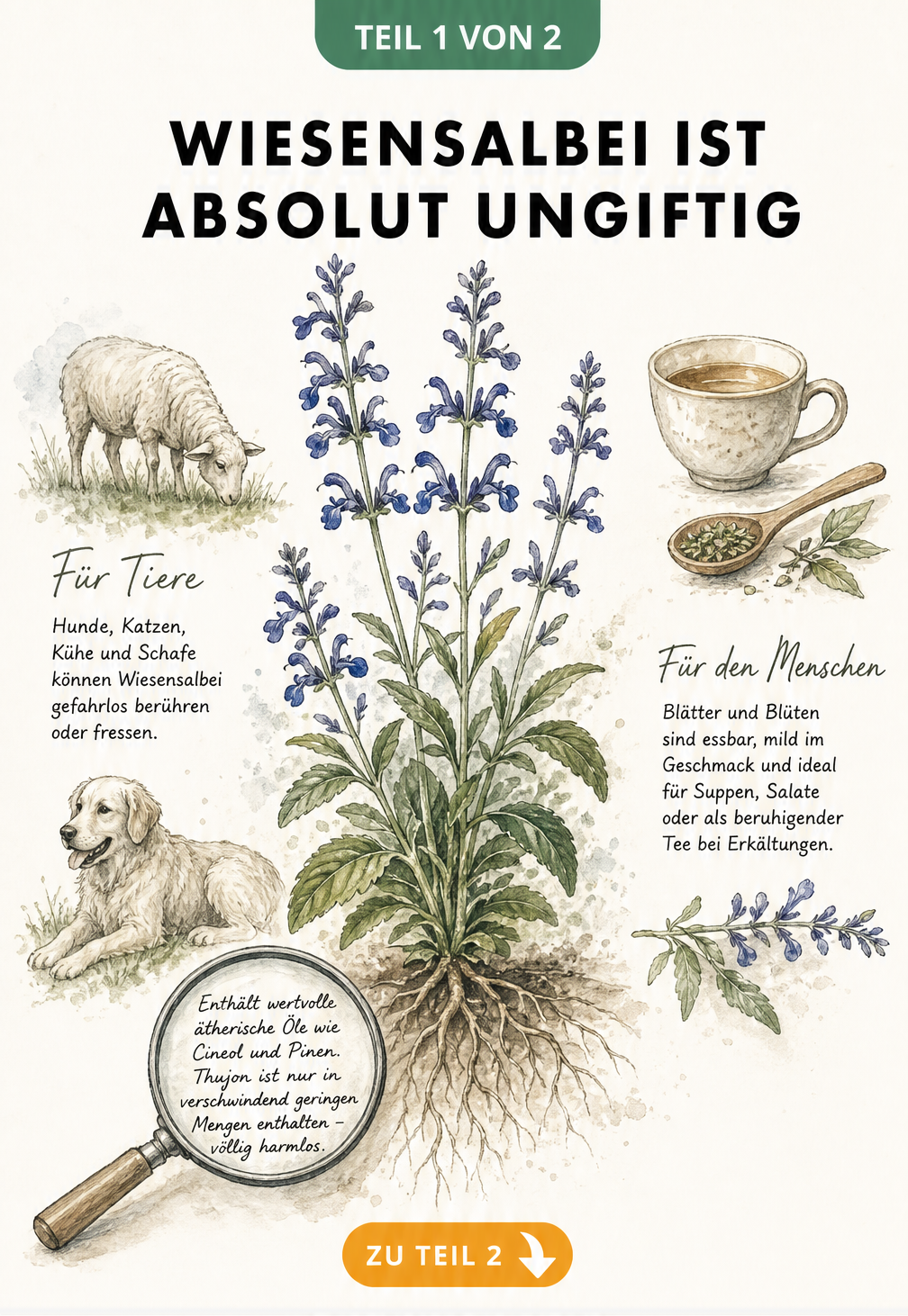 Botanische Illustration von Wiesensalbei mit Hinweisen zur Unbedenklichkeit für Mensch und Tier