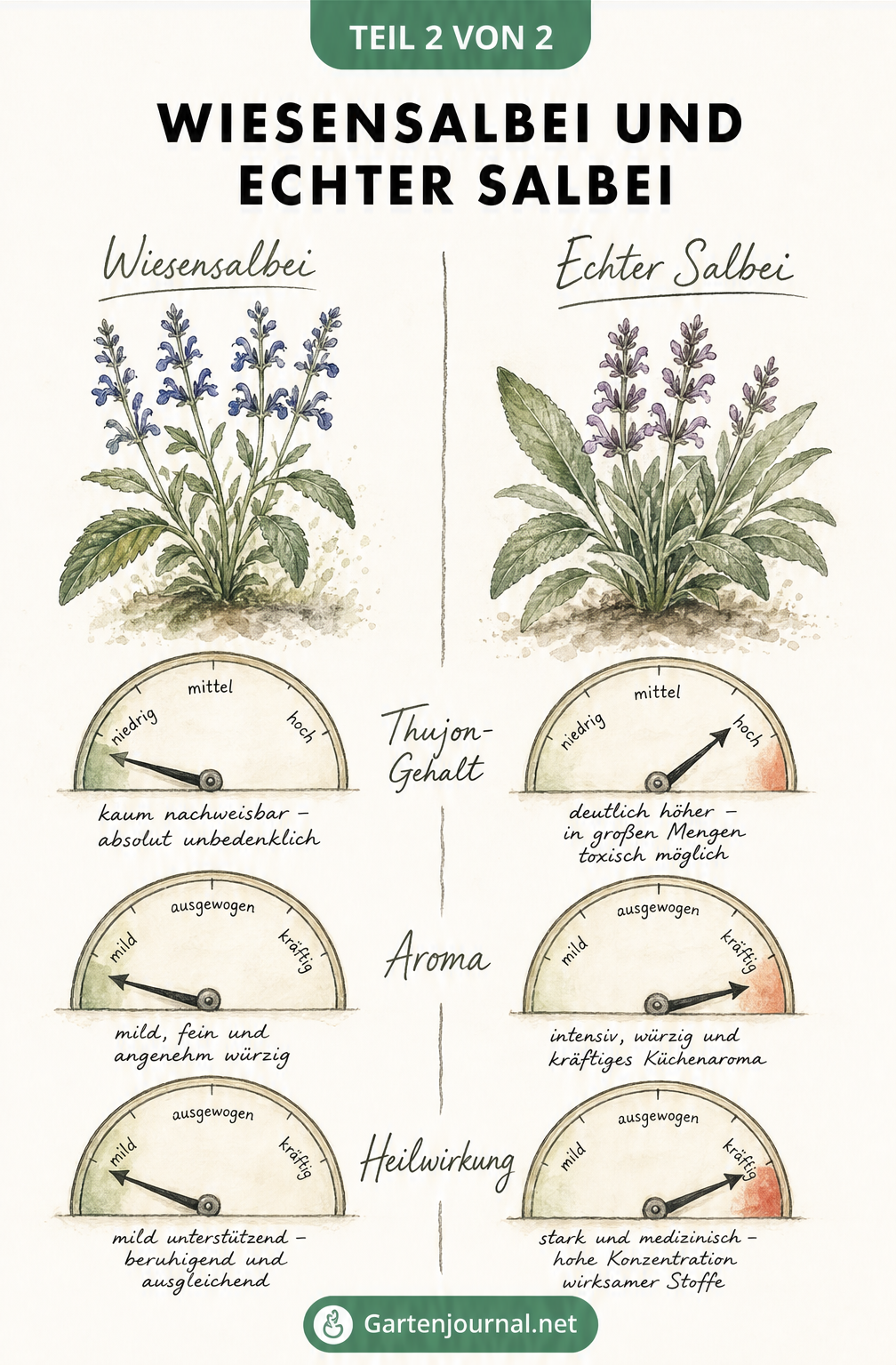 Vergleichstafel zwischen Wiesensalbei und Echtem Salbei bezüglich Thujon-Gehalt, Aroma und Heilwirkung