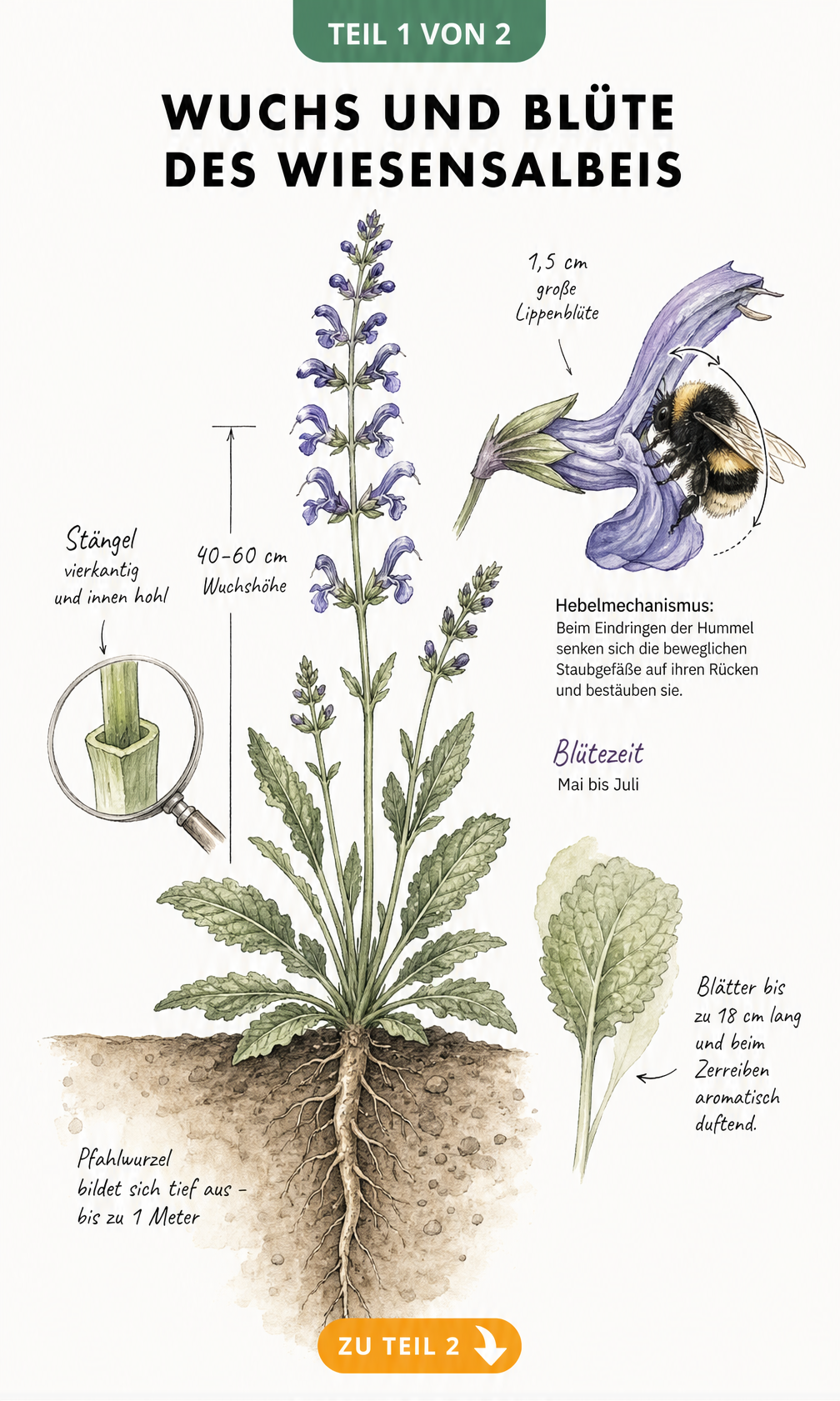 Botanische Illustration des Wiesensalbeis mit Wurzel, Blattrosette, Stängel und vergrößerter Blüte mit Hummel