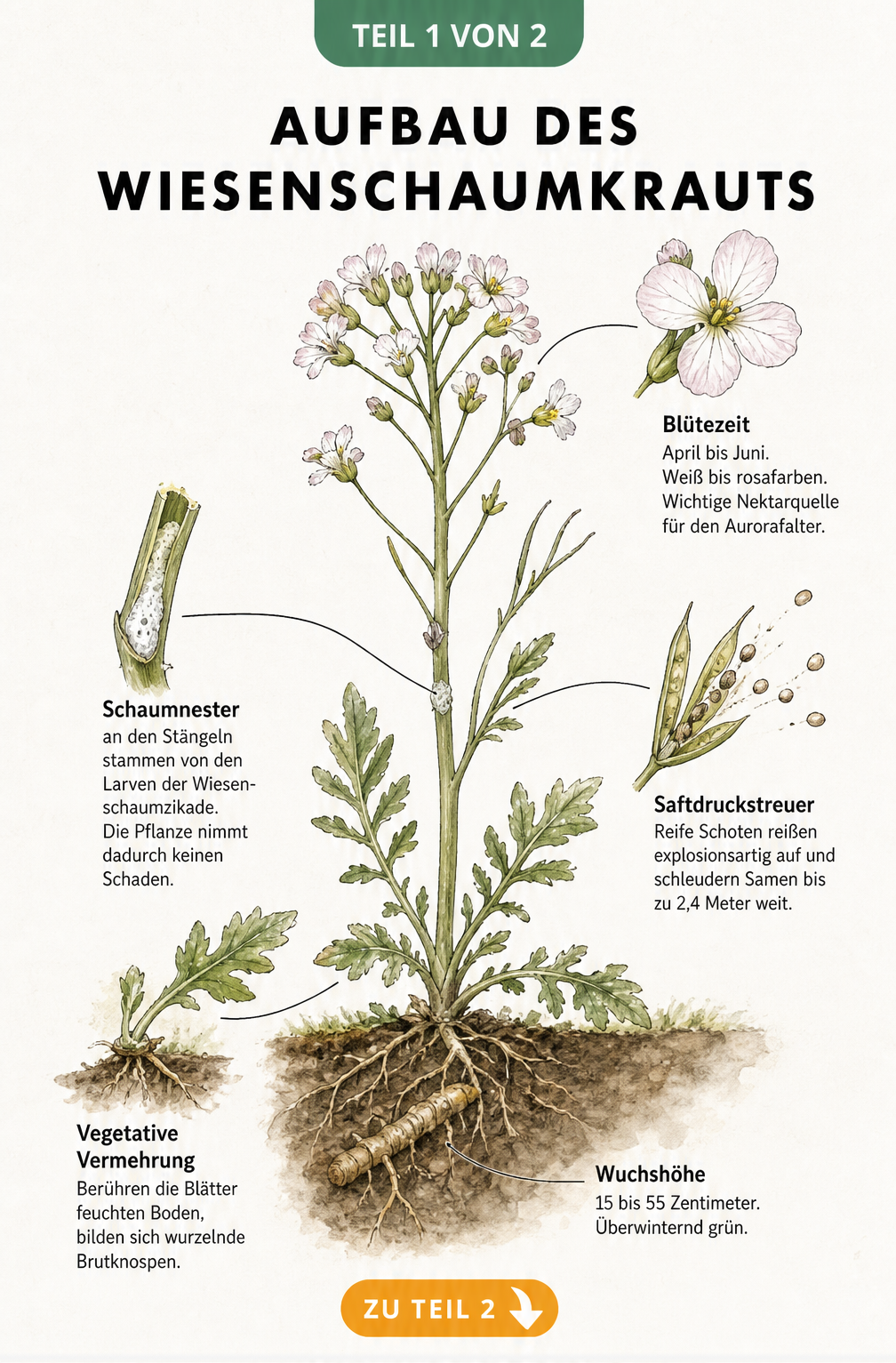 Botanische Illustration des Wiesenschaumkrauts mit Details zu Blüte, Schote, Stängel, Blättern und Rhizom