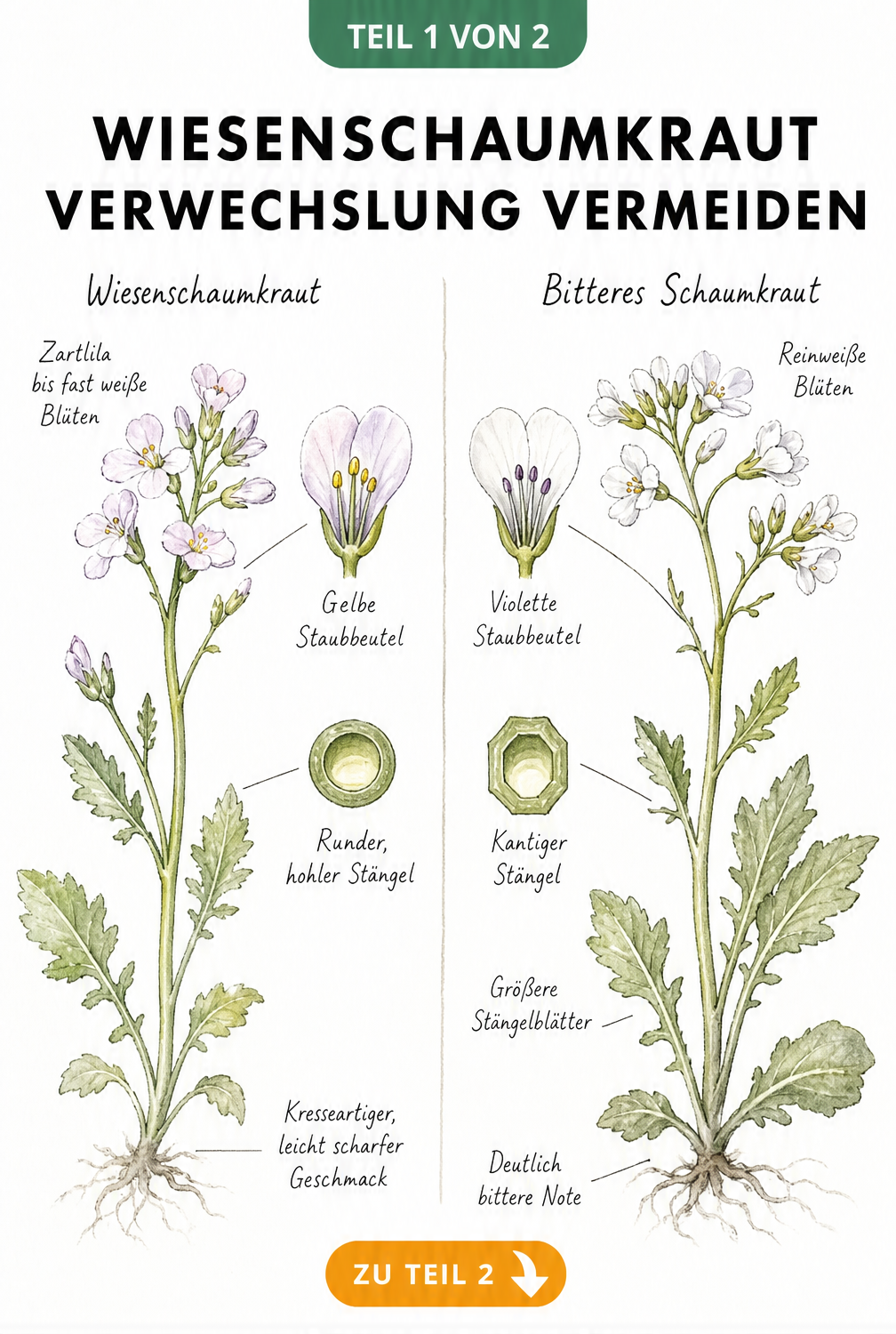 Botanische Gegenüberstellung von Wiesenschaumkraut und Bitterem Schaumkraut mit Detailzeichnungen von Blüten und Stängeln