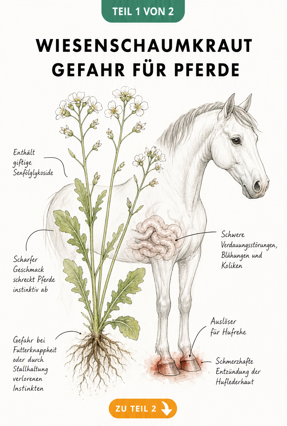 Botanische Illustration von Wiesenschaumkraut und Pferdesilhouette mit Hinweisen auf giftige Senfölglykoside und Symptome wie Koliken und Hufrehe