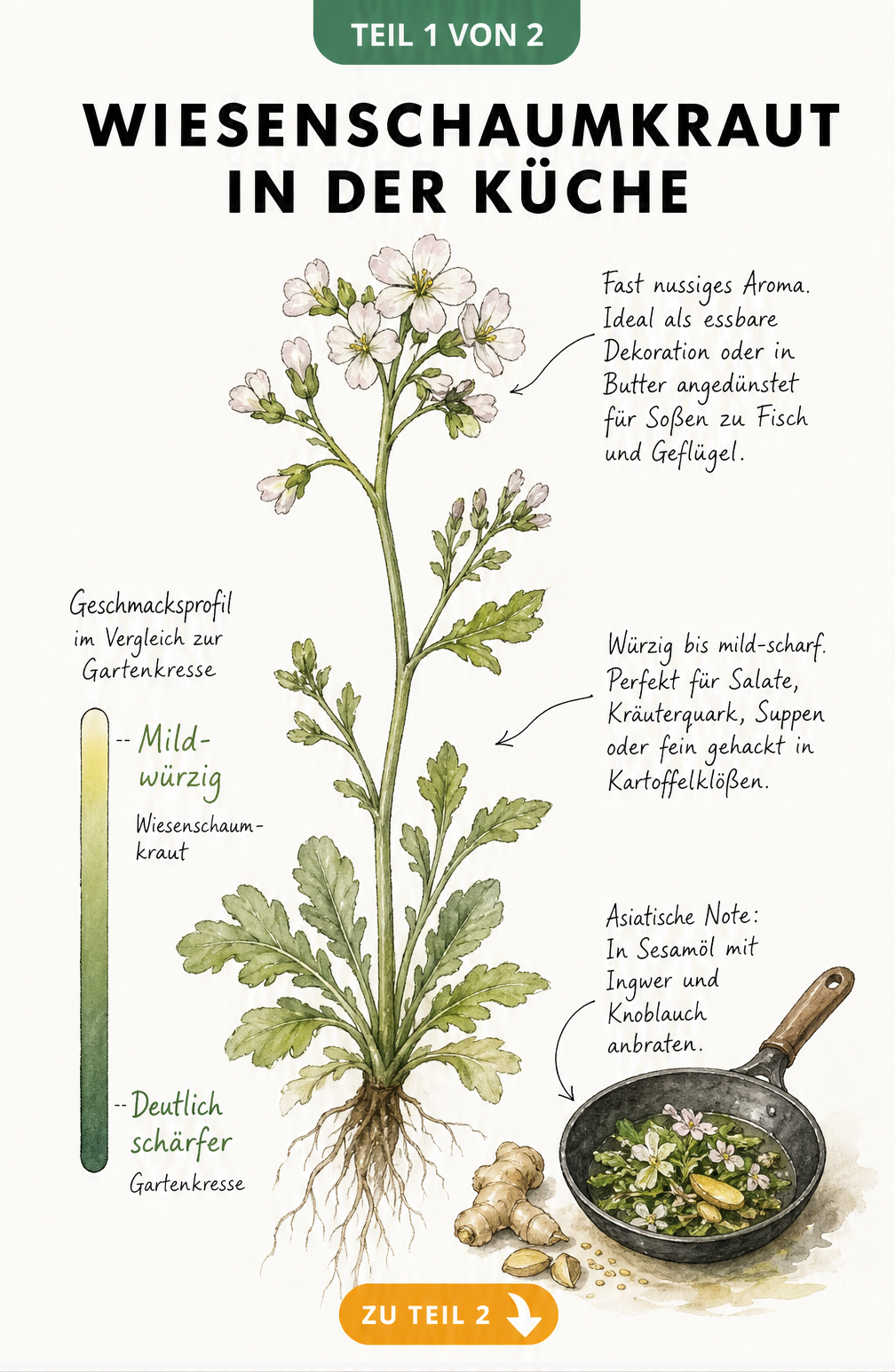 Botanische Illustration von Wiesenschaumkraut mit Hinweisen zur Verwendung in der Küche