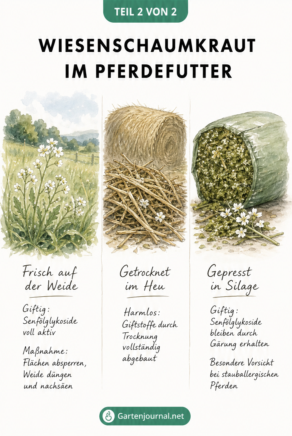 Illustration von Wiesenschaumkraut auf der Weide, im Heu und in Silage mit Erklärungen zur Giftigkeit in den verschiedenen Futterarten