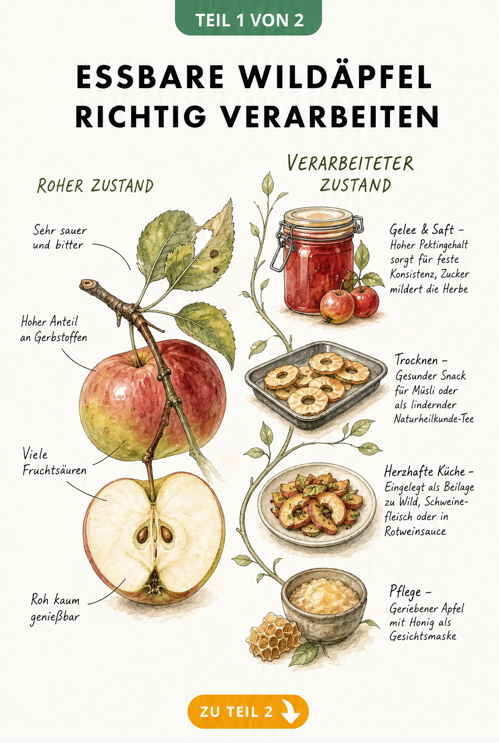 Botanische Illustration eines Wildapfels mit Beispielen zur Verarbeitung wie Gelee, Trocknen und Gesichtsmaske