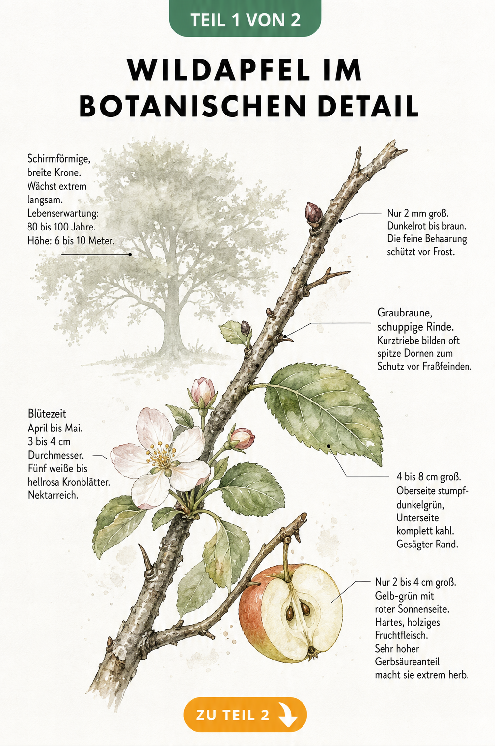 Botanische Illustration eines Wildapfel-Zweigs mit Details zu Rinde, Knospen, Blättern, Blüten und Früchten