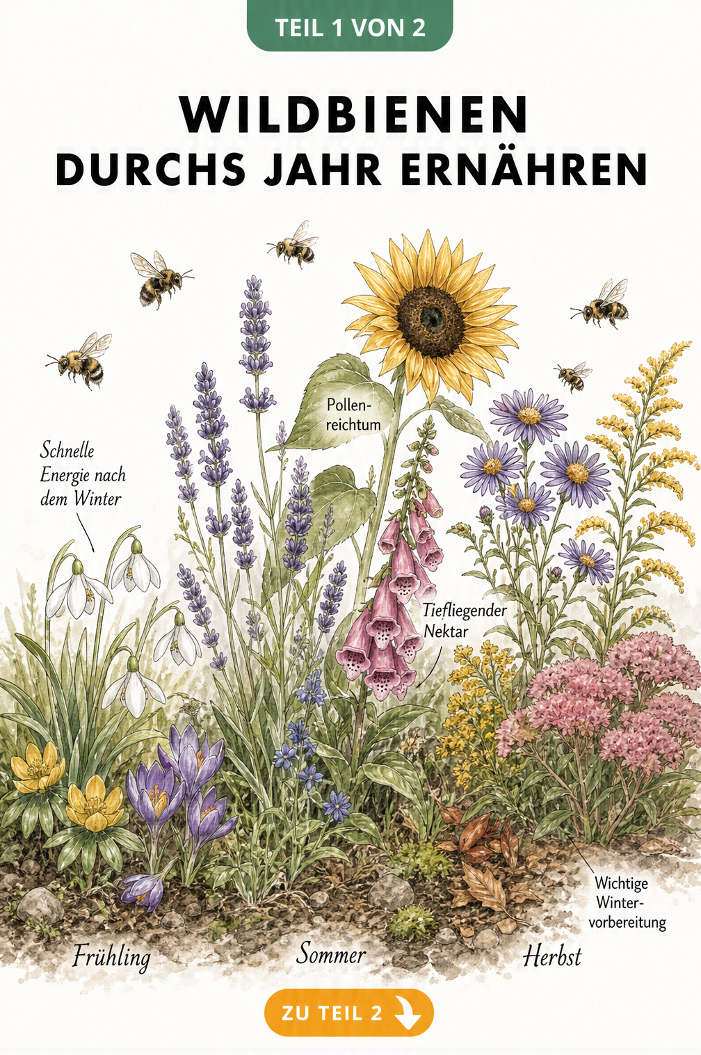 Botanische Illustration eines Blumenbeets im Jahresverlauf mit Schneeglöckchen, Lavendel, Sonnenblume und Astern als Nahrungsquelle für Wildbienen.