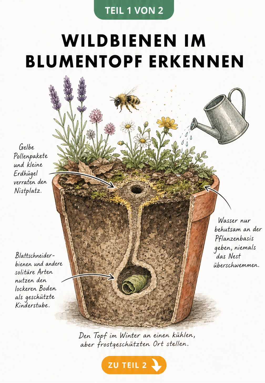 Querschnitt eines bepflanzten Blumentopfs mit einer Wildbiene, die ein Nest in der Erde anlegt