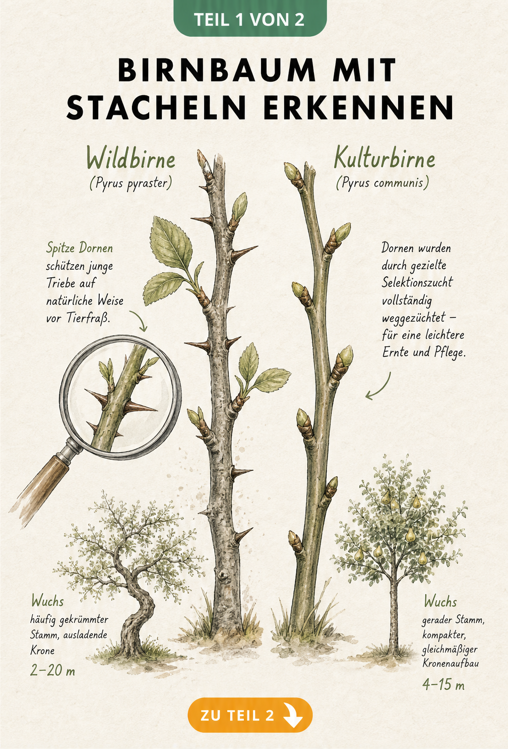 Botanische Illustration eines Wildbirnen-Astes mit Dornen im Vergleich zu einem glatten Ast der Kulturbirne