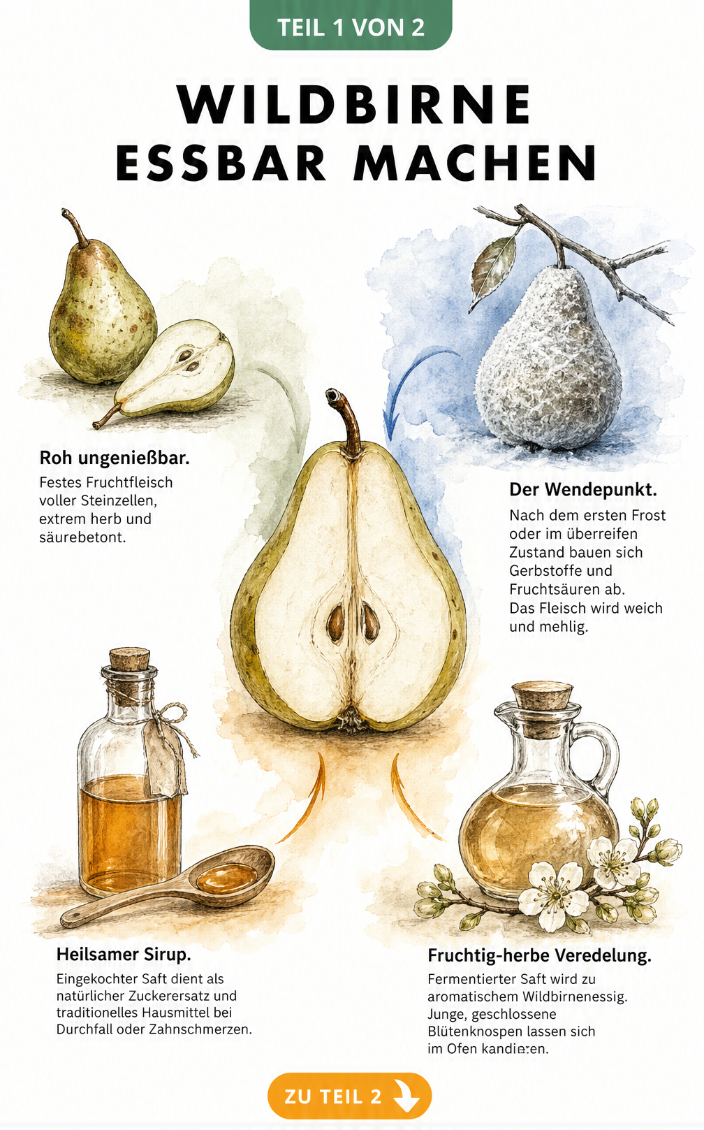 Illustration einer aufgeschnittenen Wildbirne mit Erklärungen zu Geschmack, Frostwirkung, Sirup und Essig