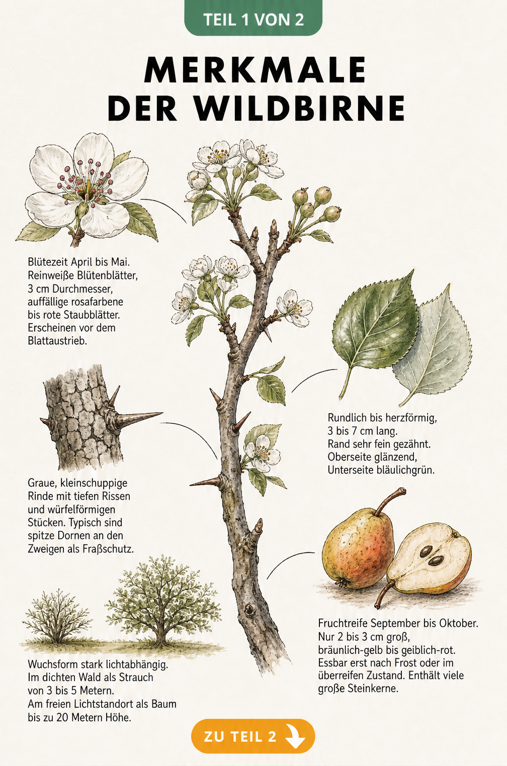 Botanische Illustration der Wildbirne mit Details zu Blüte, Rinde, Blättern, Frucht und Wuchsform