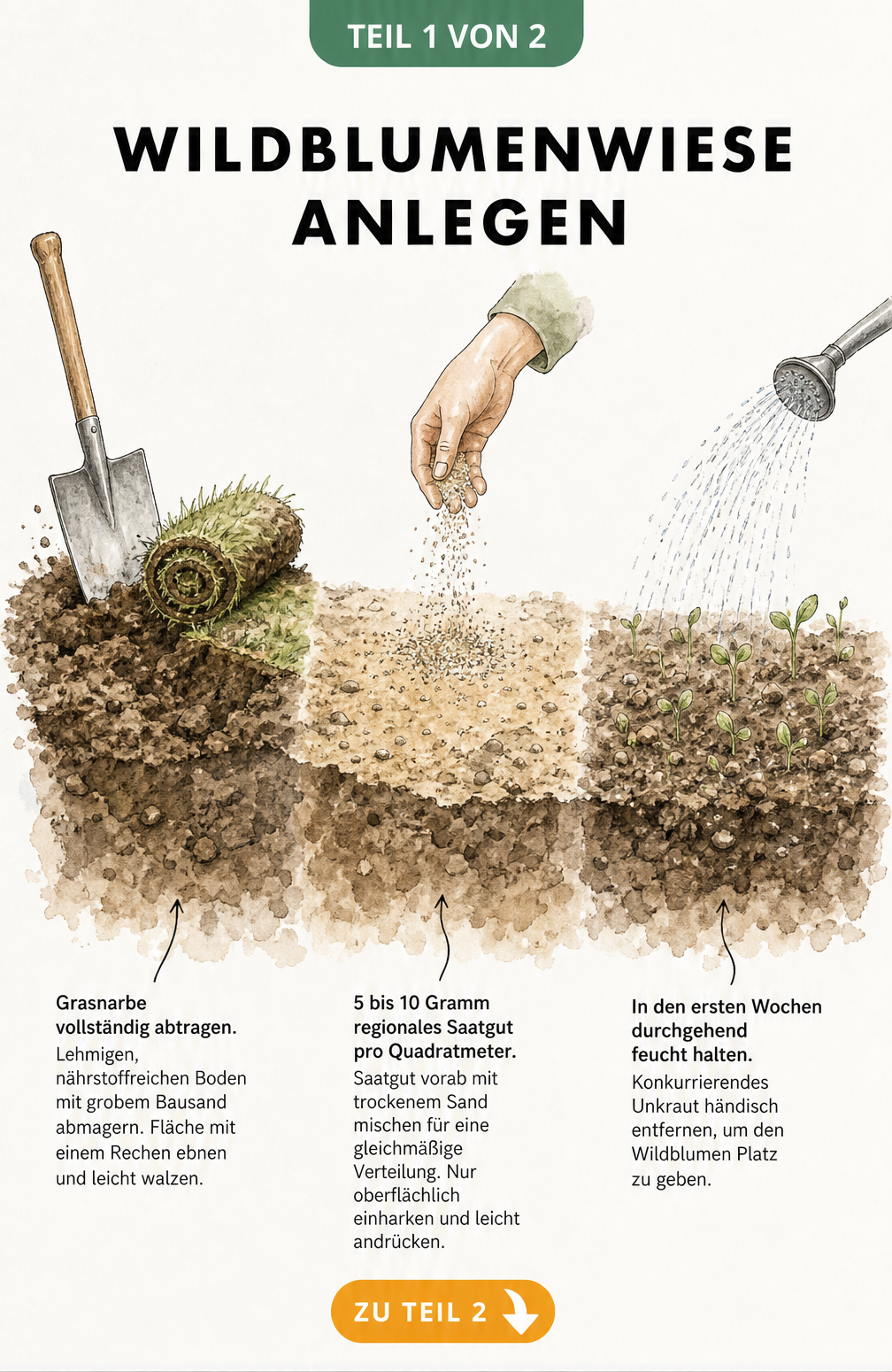 Schnittzeichnung eines Gartenbodens in drei Phasen: Grasnarbe abtragen, Saatgut ausstreuen und erste Keimlinge wässern.