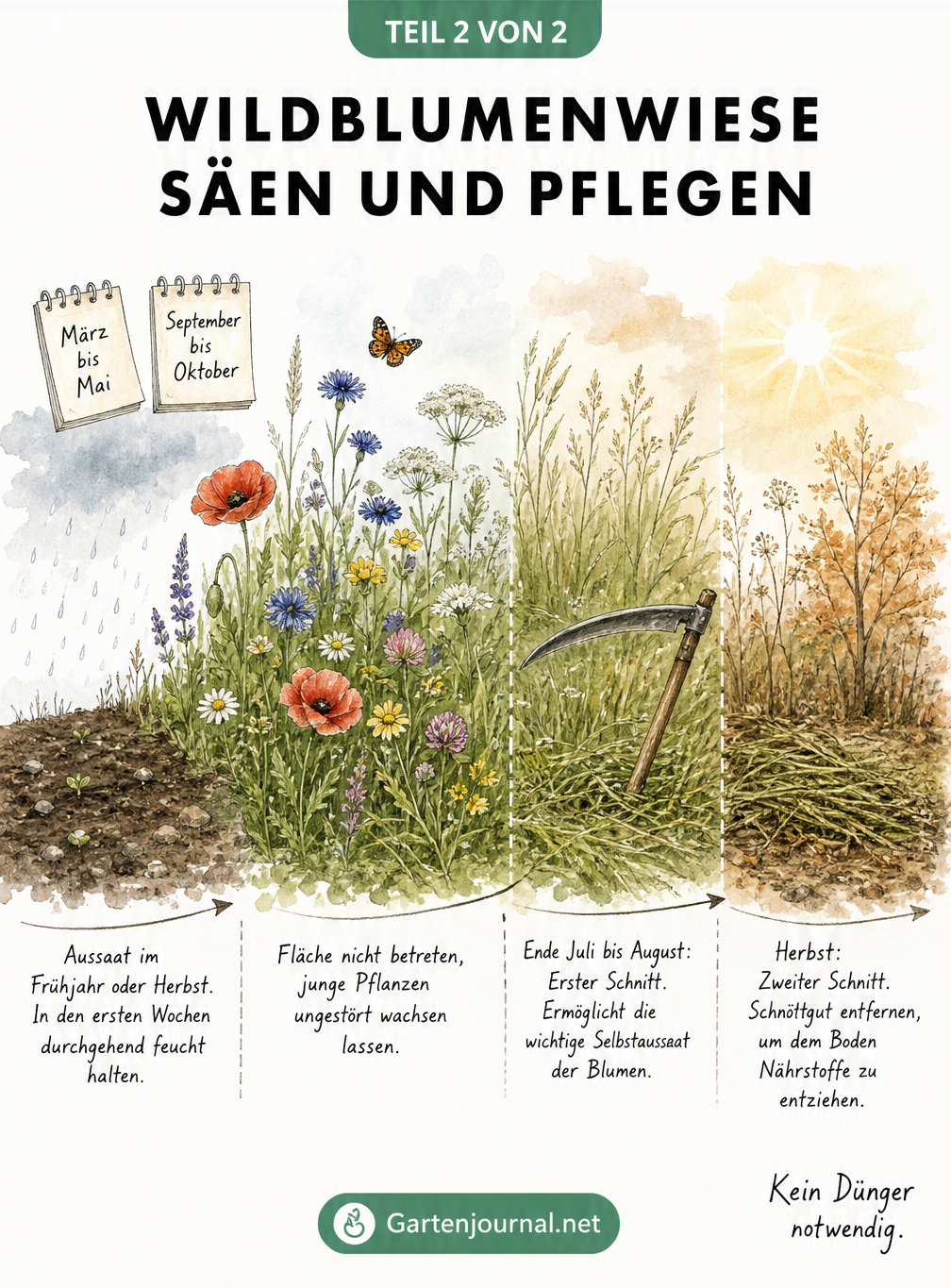 Zeitlicher Ablauf eines Wiesenjahres von der Aussaat im Frühjahr oder Herbst über das Wachstum bis zur ersten und zweiten Mahd.