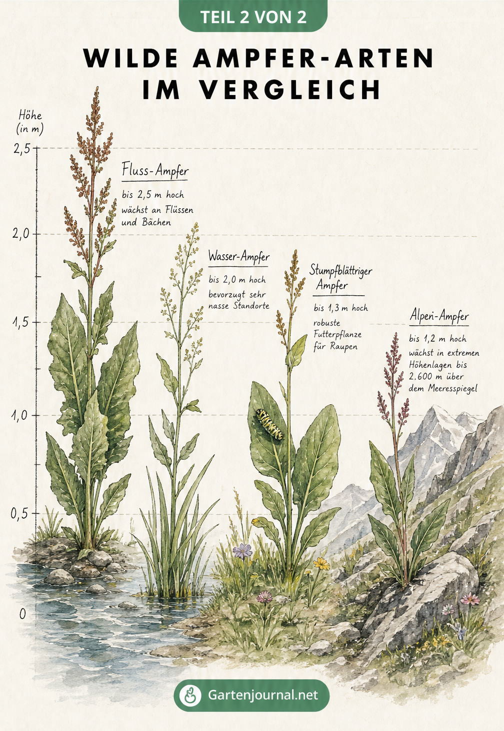 Landschaftsprofil mit wilden Ampfer-Arten im Größenvergleich: Fluss-Ampfer, Wasser-Ampfer, Stumpfblättriger Ampfer und Alpen-Ampfer in ihren natürlichen...
