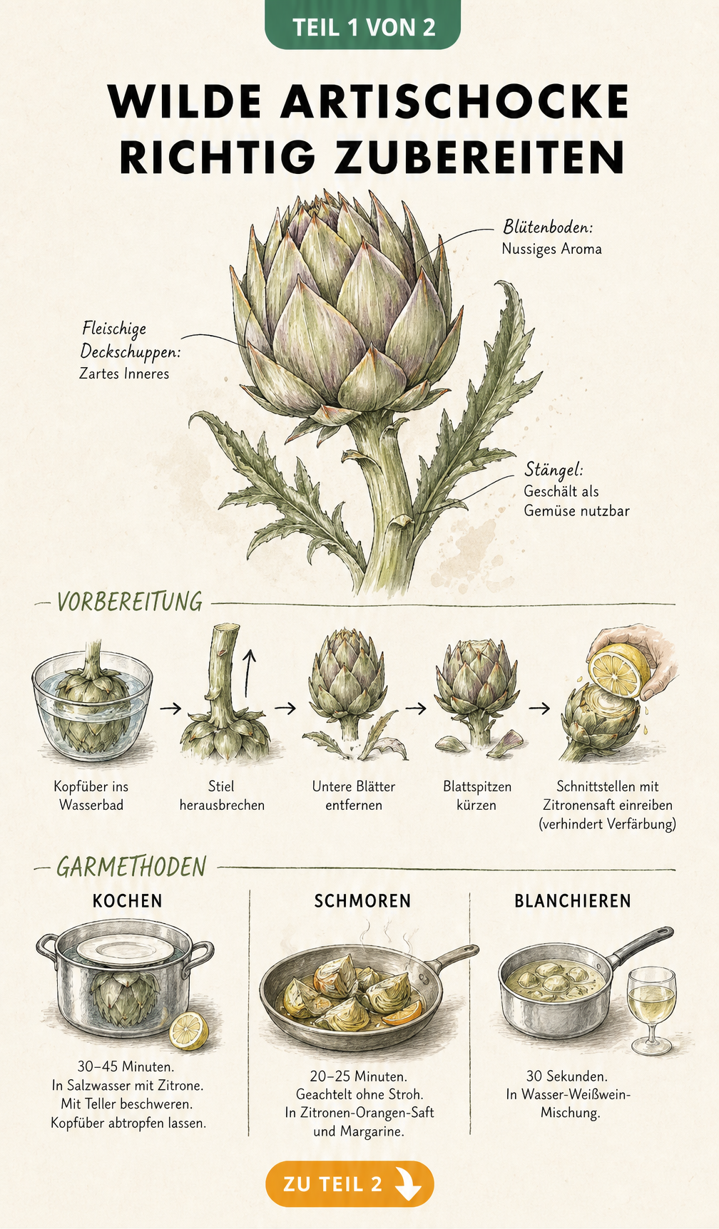 Botanische Illustration einer wilden Artischocke mit Anleitung zur Vorbereitung und Garzeiten für Kochen, Schmoren und Blanchieren.