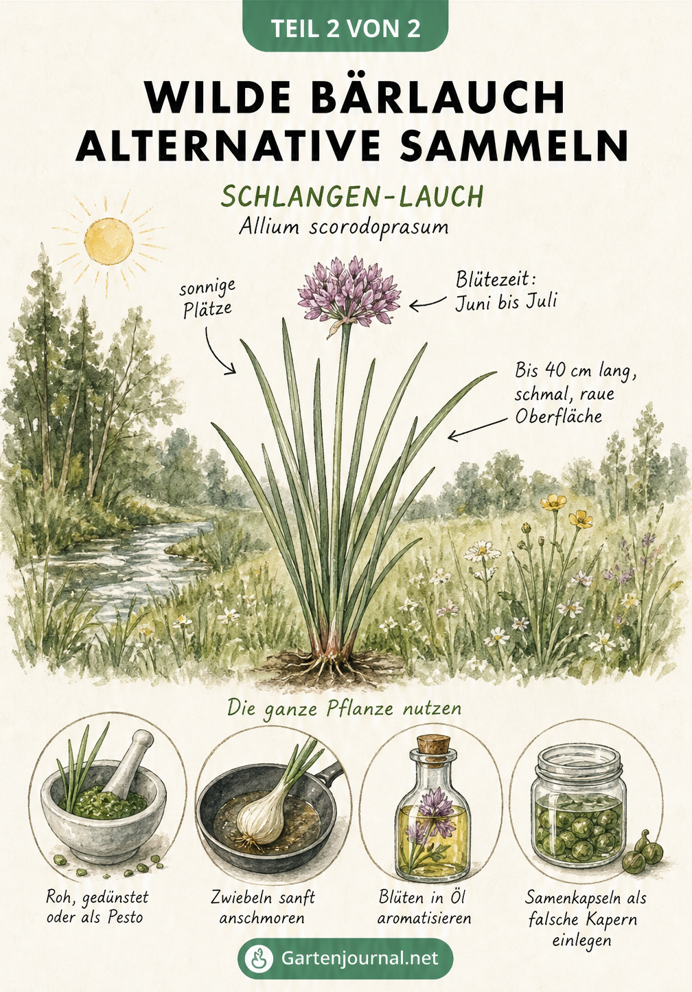 Illustration des Schlangen-Lauchs als wilde Bärlauch-Alternative mit Tipps zur Verwendung