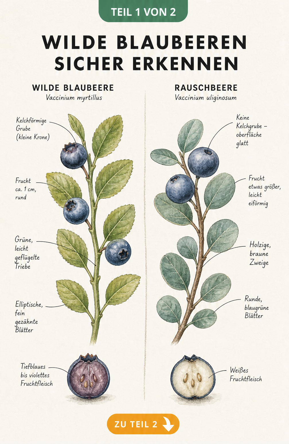 Botanische Illustration: Vergleich von echter wilder Blaubeere und Rauschbeere mit Querschnitt und Merkmalen