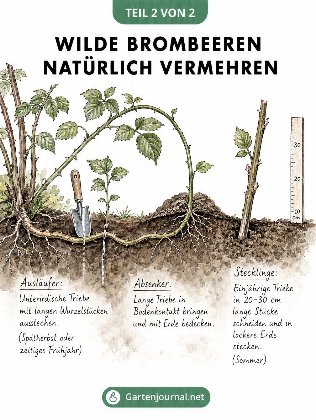 Illustration von drei Methoden zur natürlichen Vermehrung wilder Brombeeren: Ausläufer, Absenker und Stecklinge im Erdreich