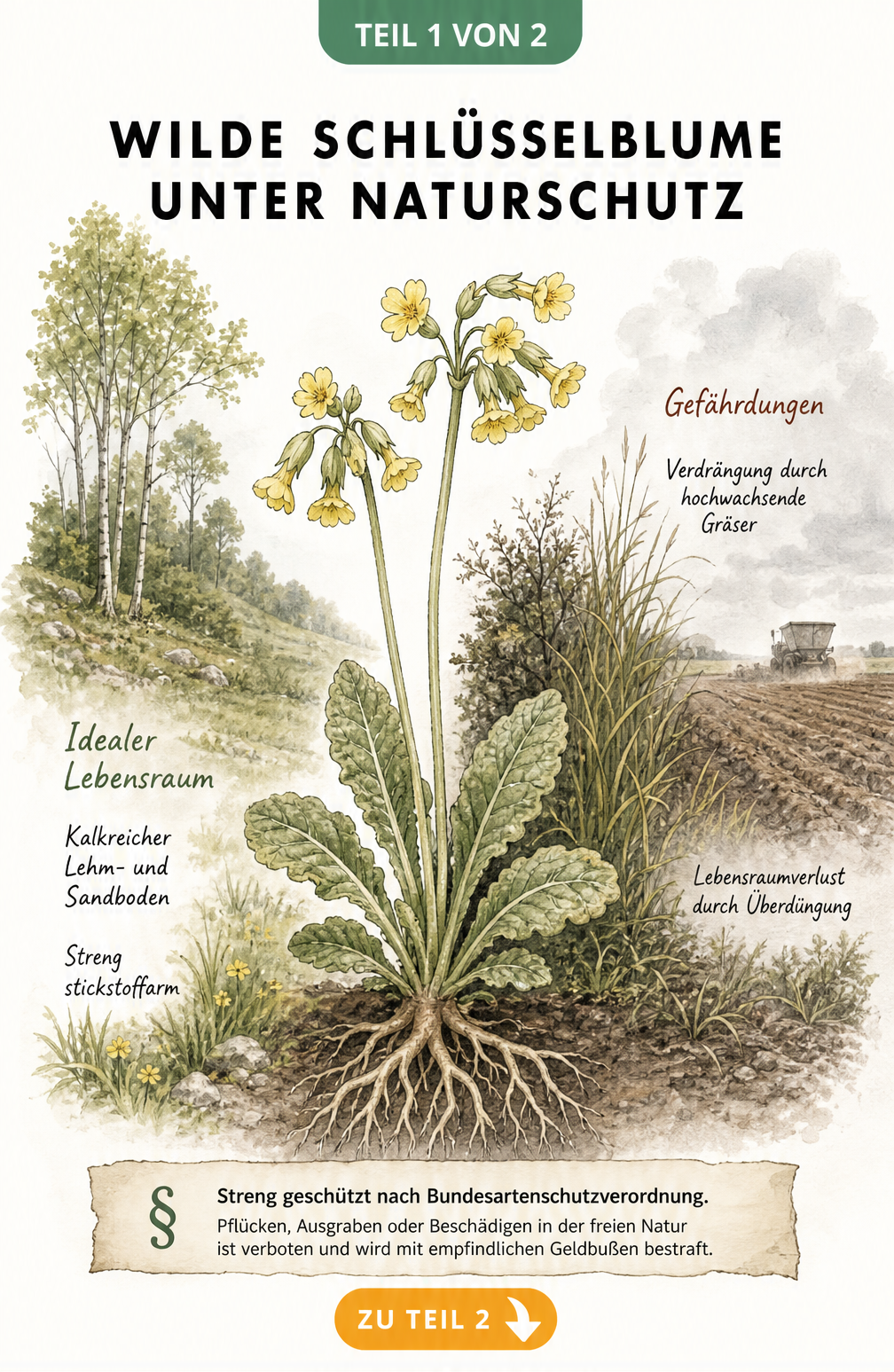 Botanische Illustration der wilden Schlüsselblume mit Wurzelwerk, Lebensraum und Bedrohungen