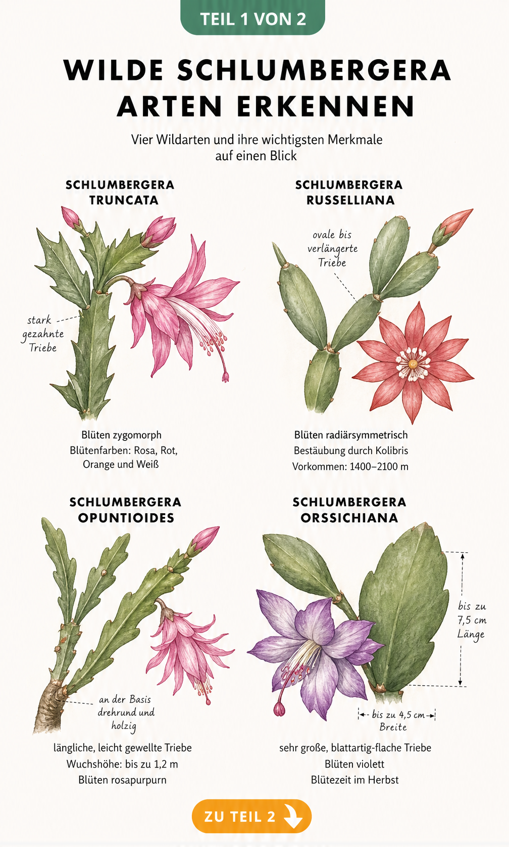 Botanische Illustration von vier wilden Schlumbergera-Arten mit Details zu Trieben und Blüten