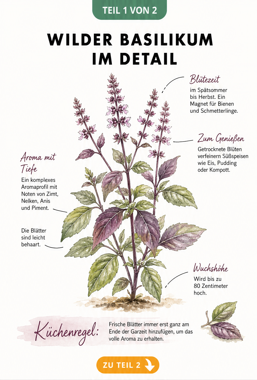 Botanische Illustration von Wildem Basilikum mit Details zu Blättern, Blüten und Aromaprofil