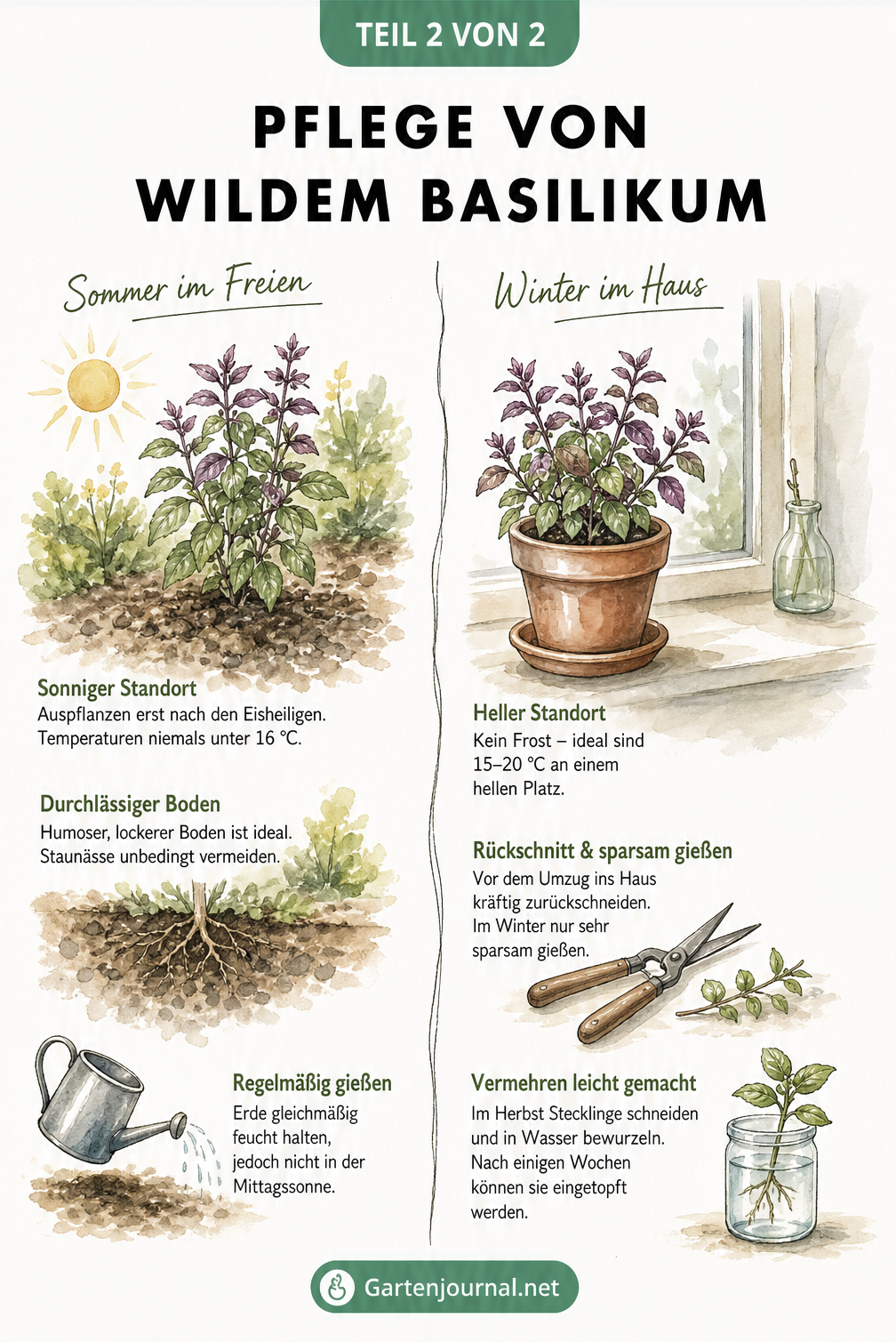 Illustration zur Pflege von Wildem Basilikum im Sommer im Freiland und zur Überwinterung im Haus